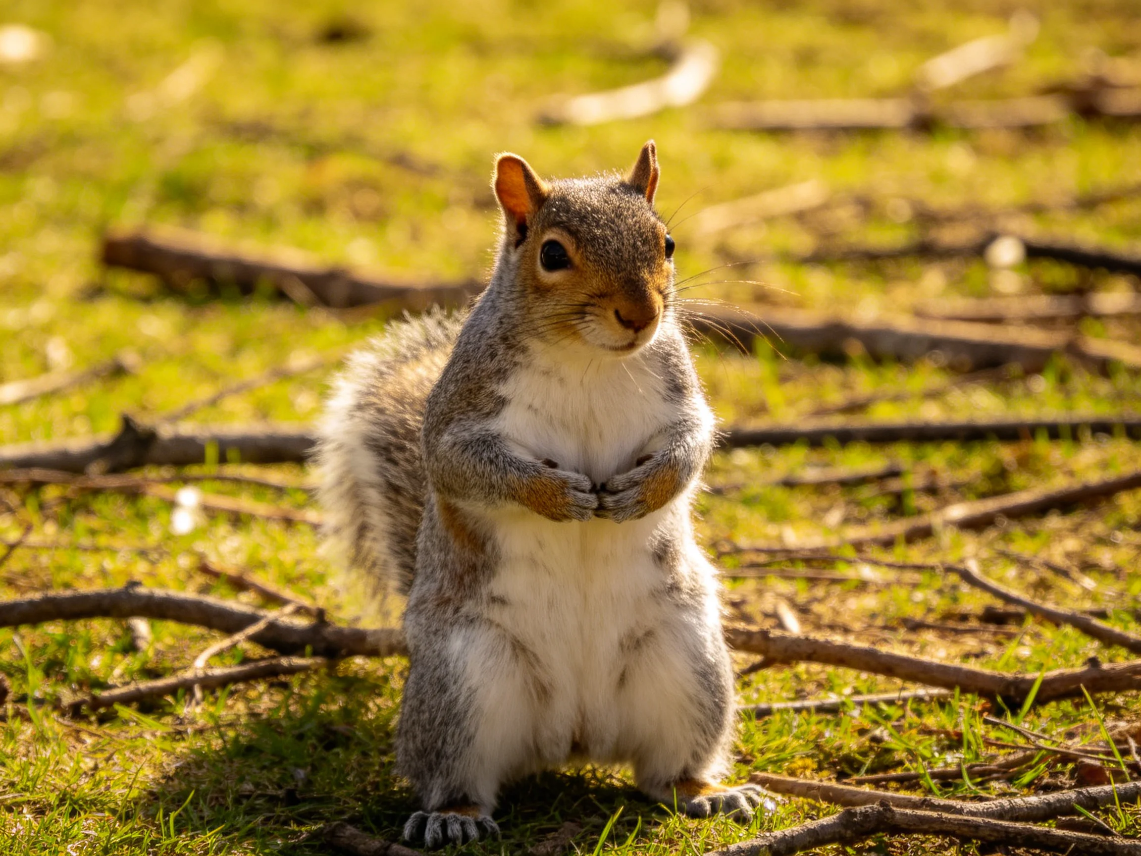 A gray squirrel stands among scattered twigs on sunlit grass