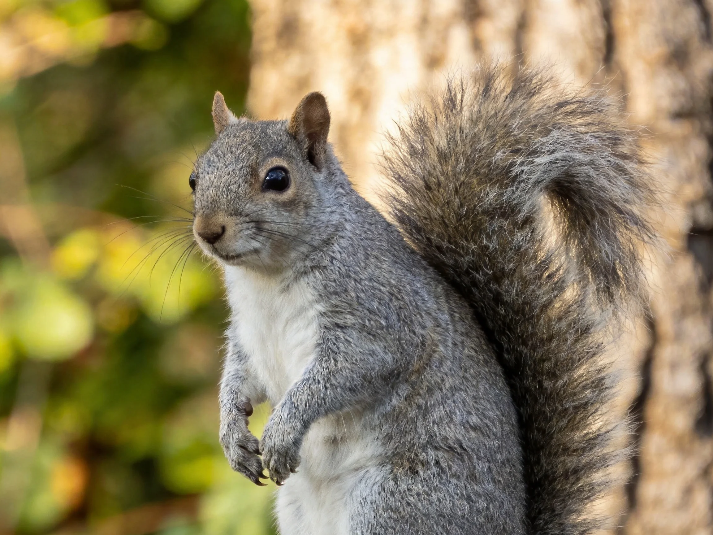 A gray squirrel stands by a tree in nature.