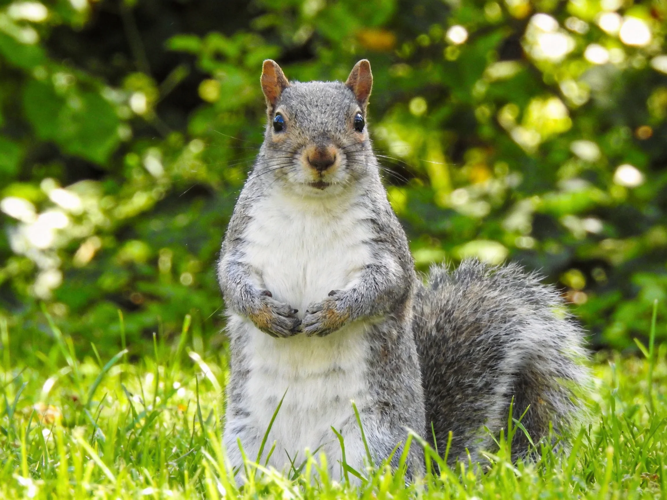 A gray squirrel stands upright in lush green grass