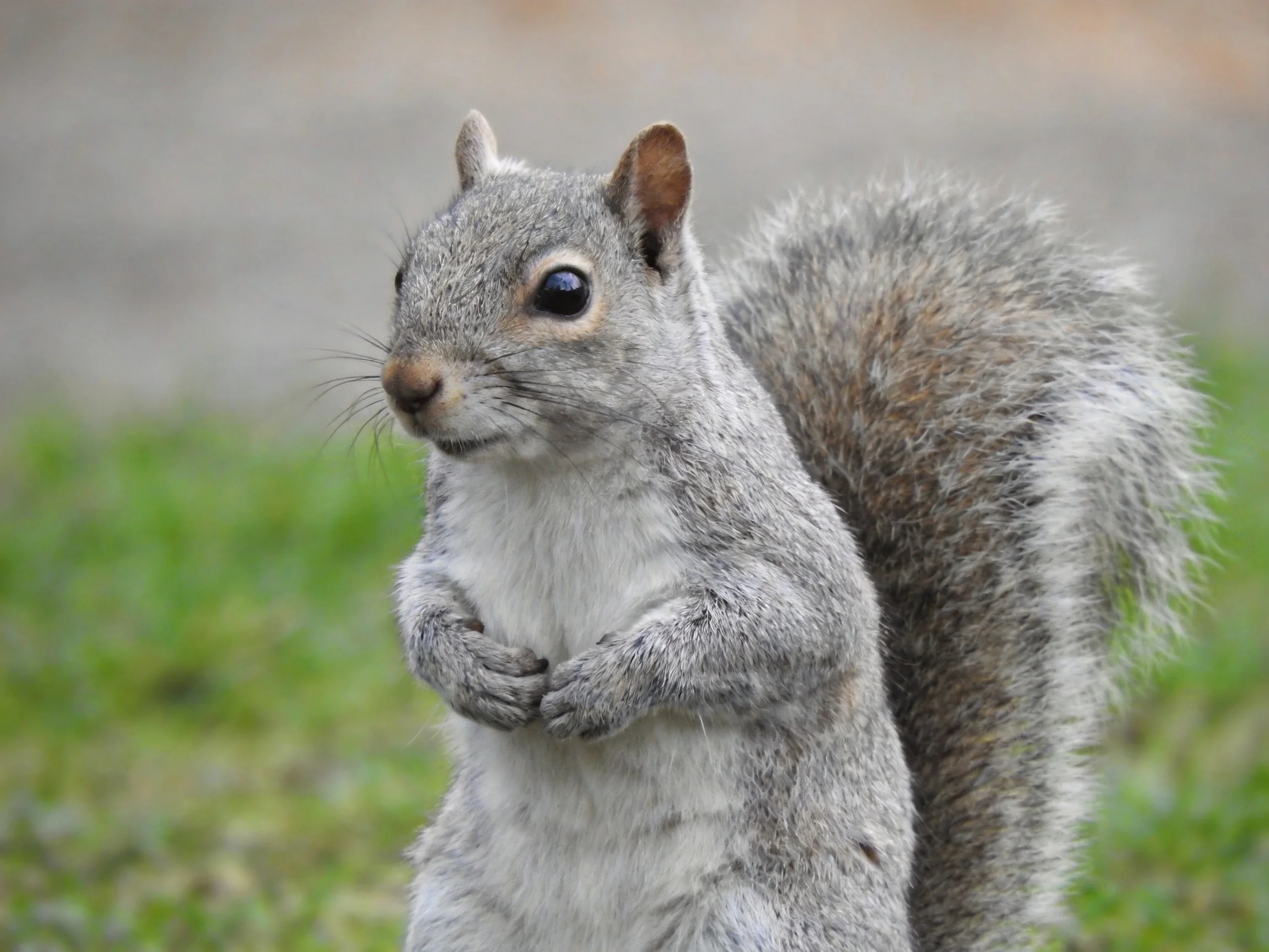 A gray squirrel stands upright on green grass with a bushy tail