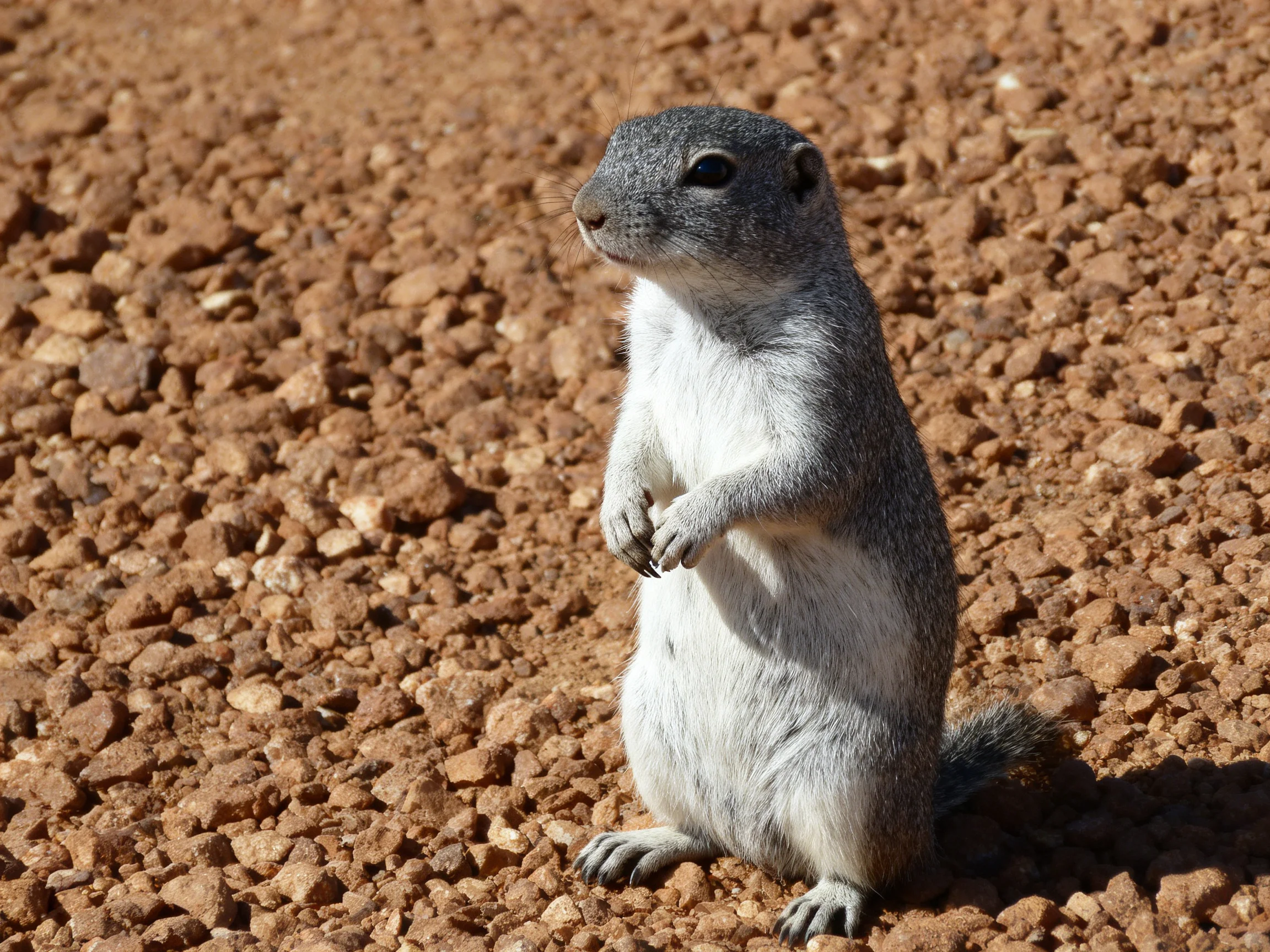 A gray squirrel stands upright on reddish-brown gravel terrain