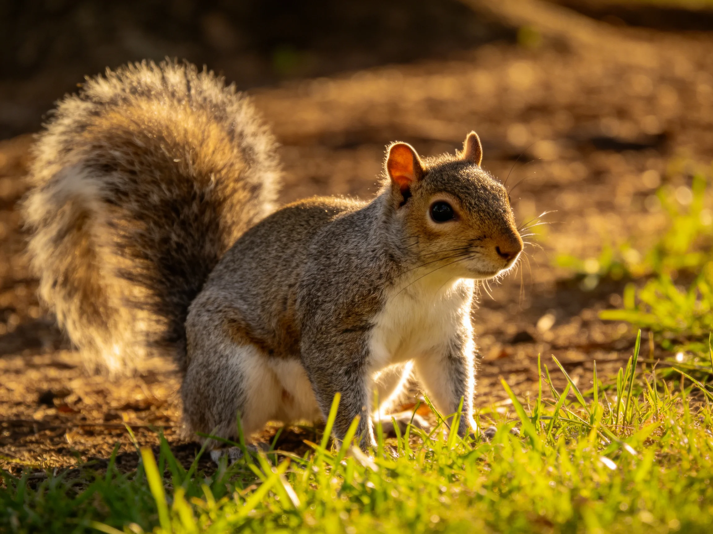 A gray squirrel with a bushy tail near green grass