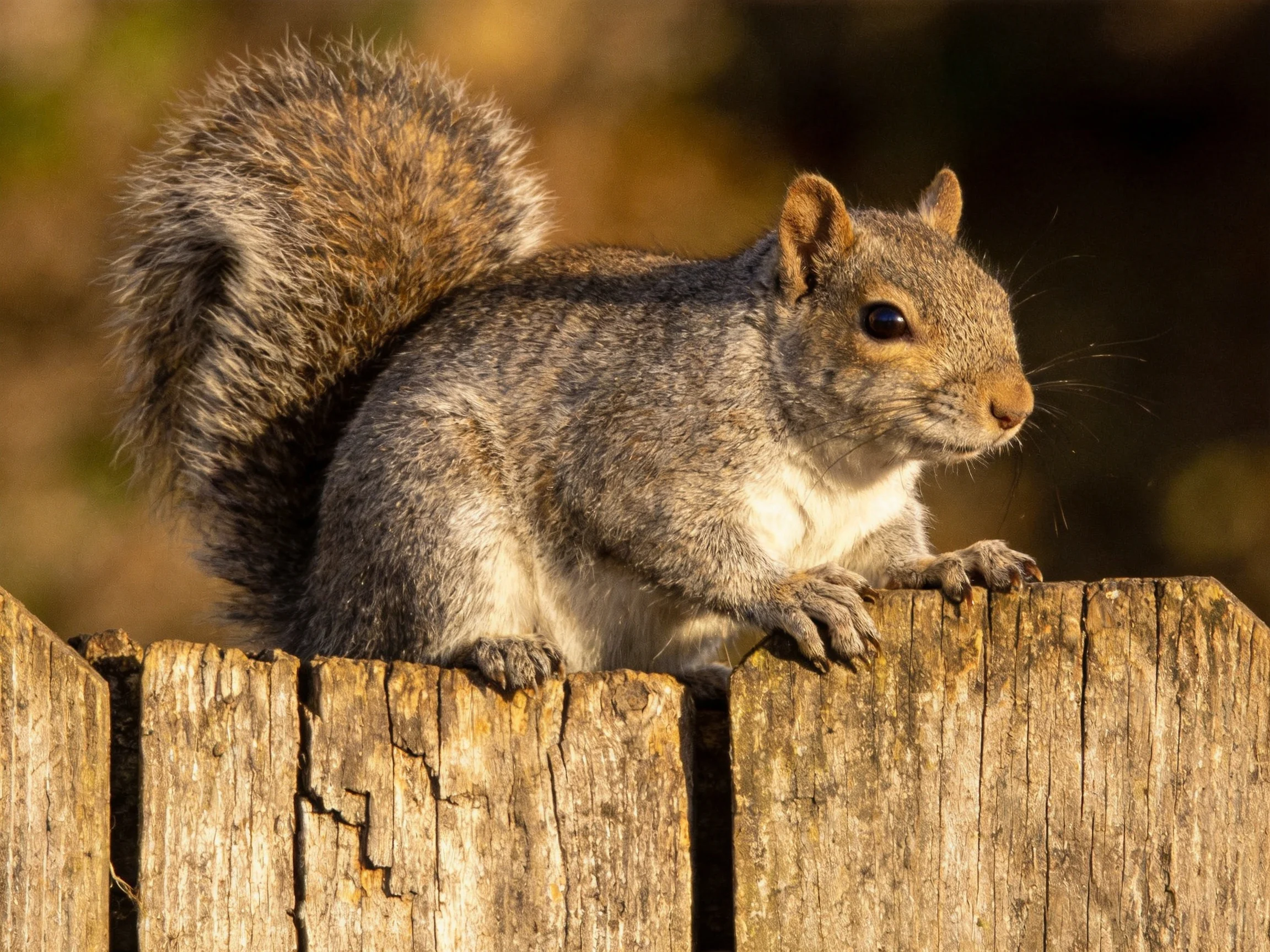 A gray squirrel with a bushy tail on a wooden fence