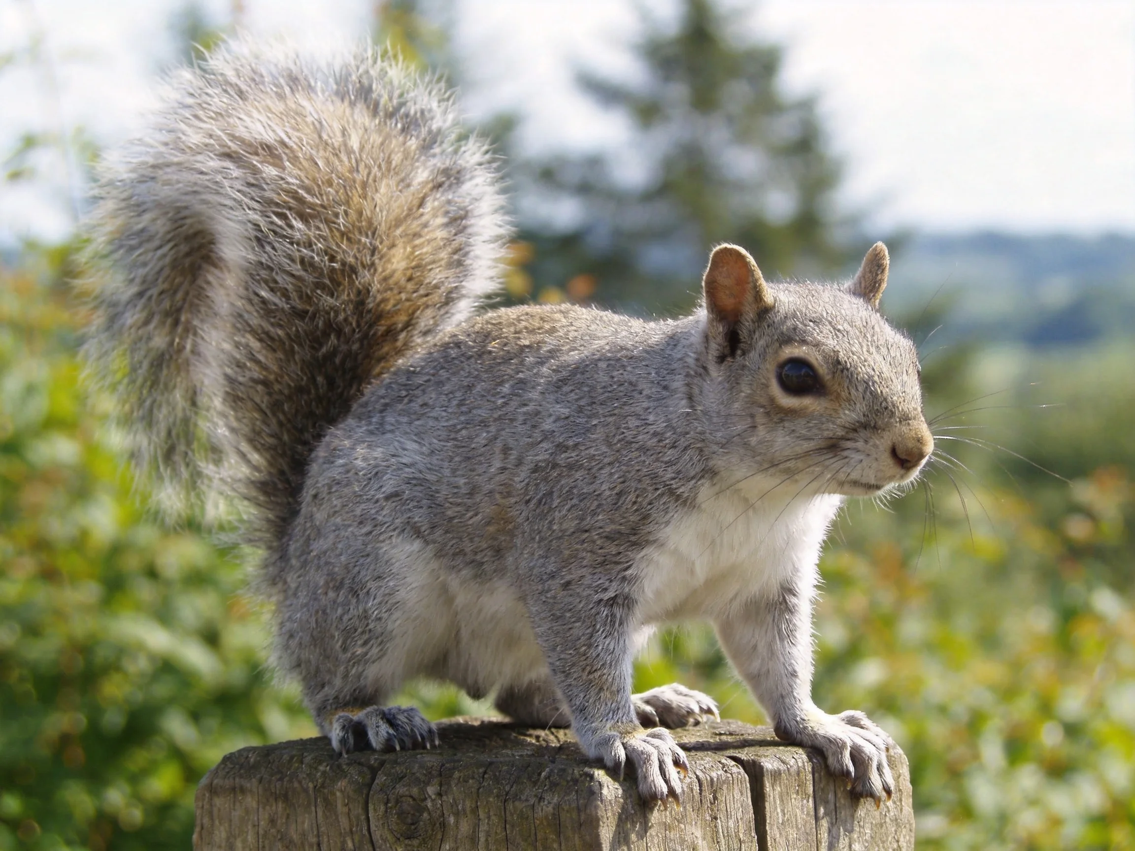 A gray squirrel with a bushy tail sits atop a weathered wooden post among green vegetation
