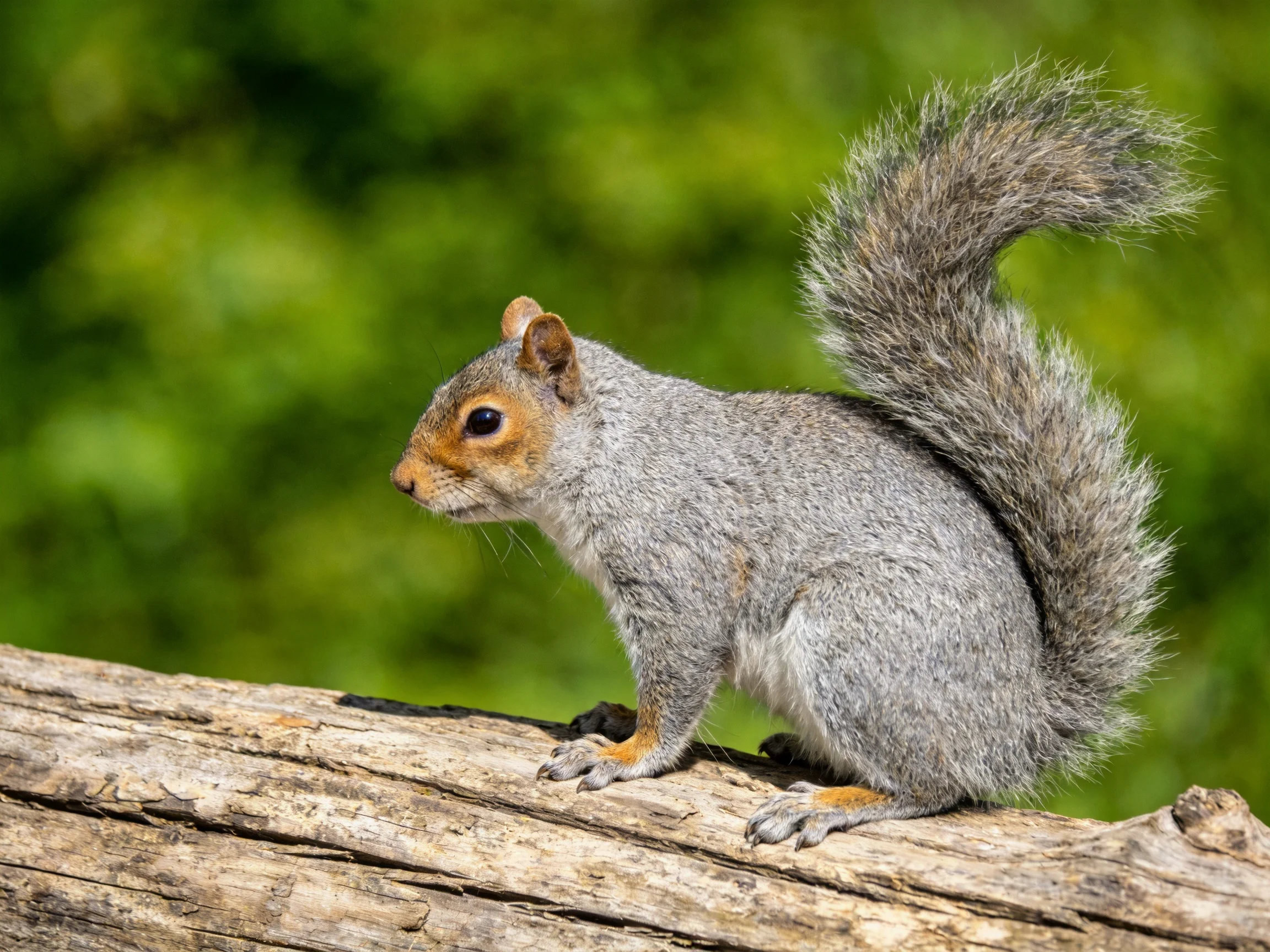 A gray squirrel sits on a wooden log in a natural setting.