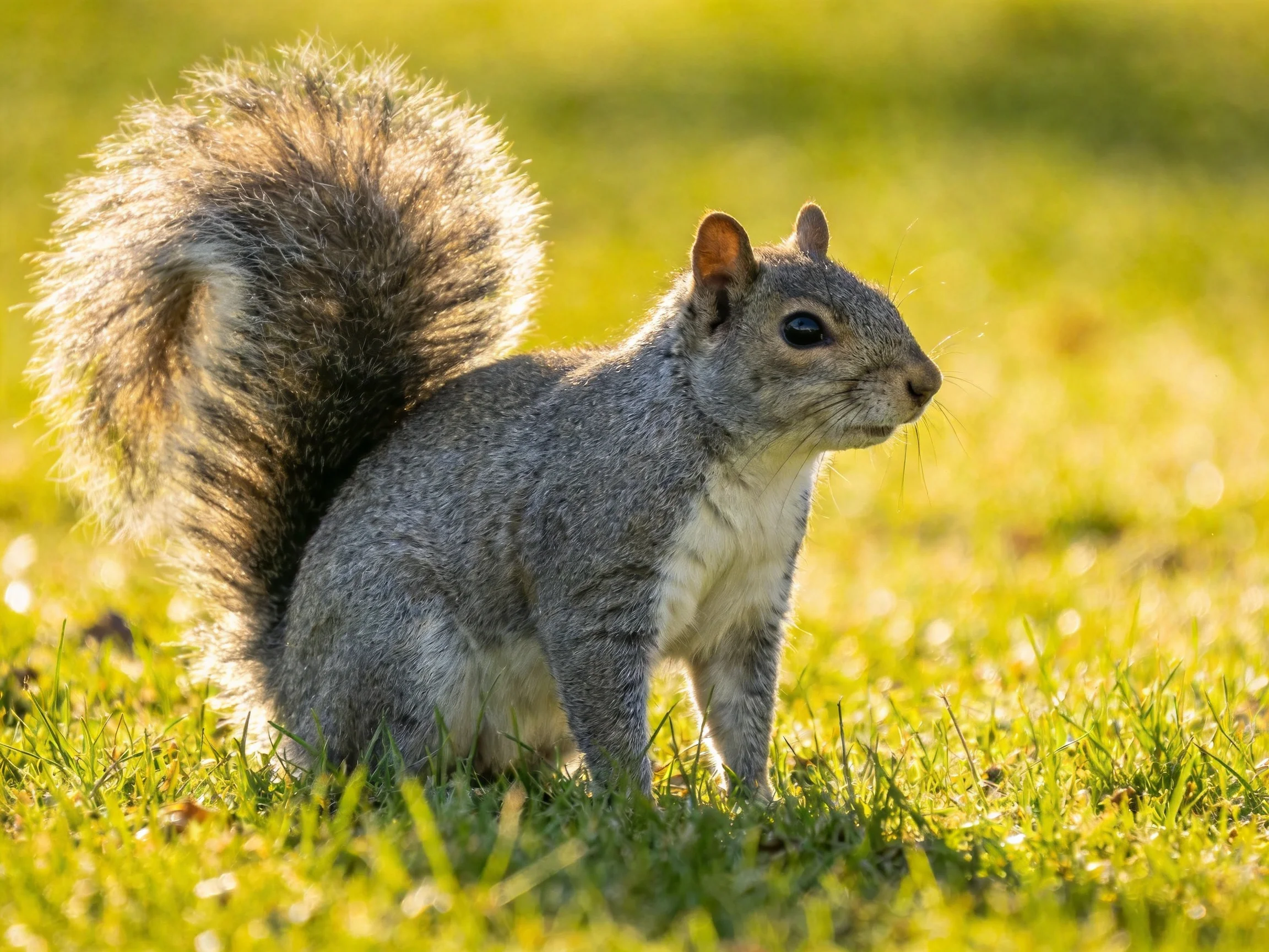 A gray squirrel with a bushy tail sits on green grass
