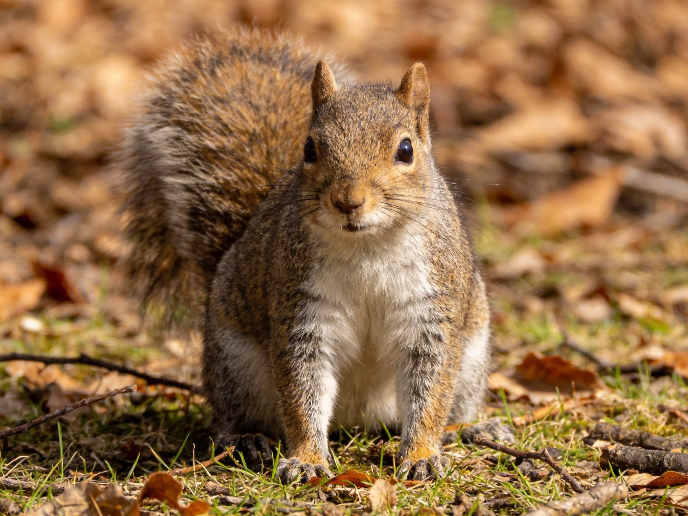 A gray squirrel with bushy tail amid autumn leaves
