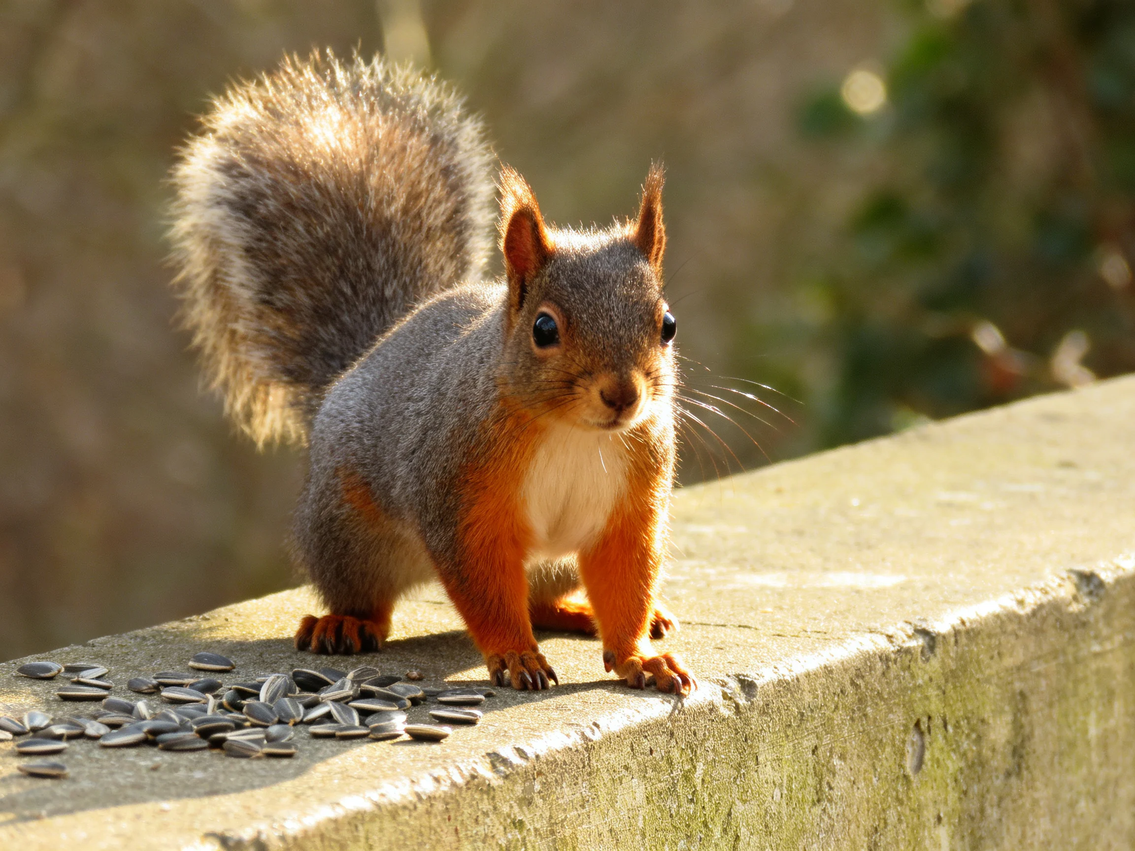 A gray squirrel with reddish markings stands near scattered sun on a concrete ledge.