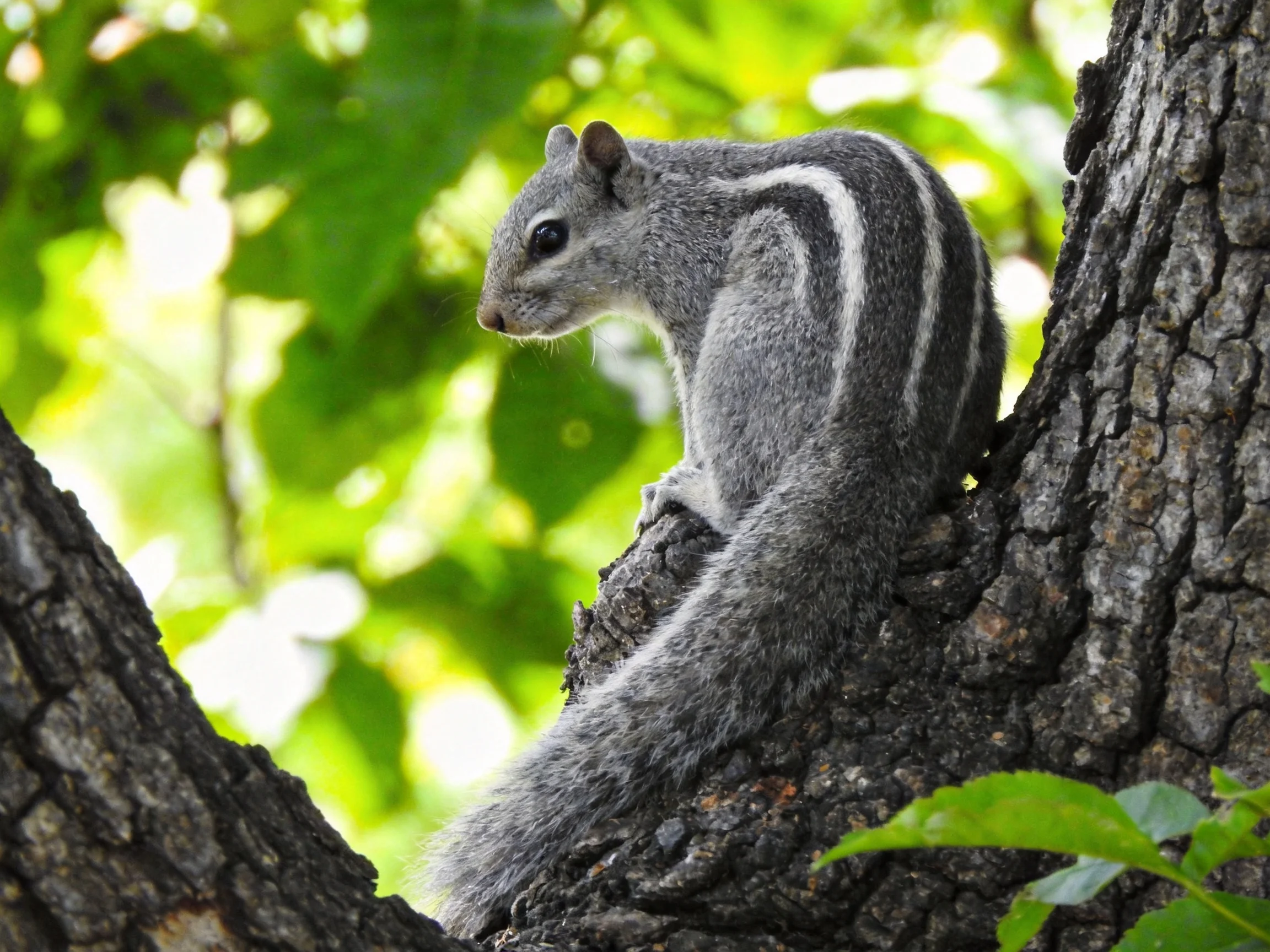 A gray squirrel with white stripes perched on a tree trunk