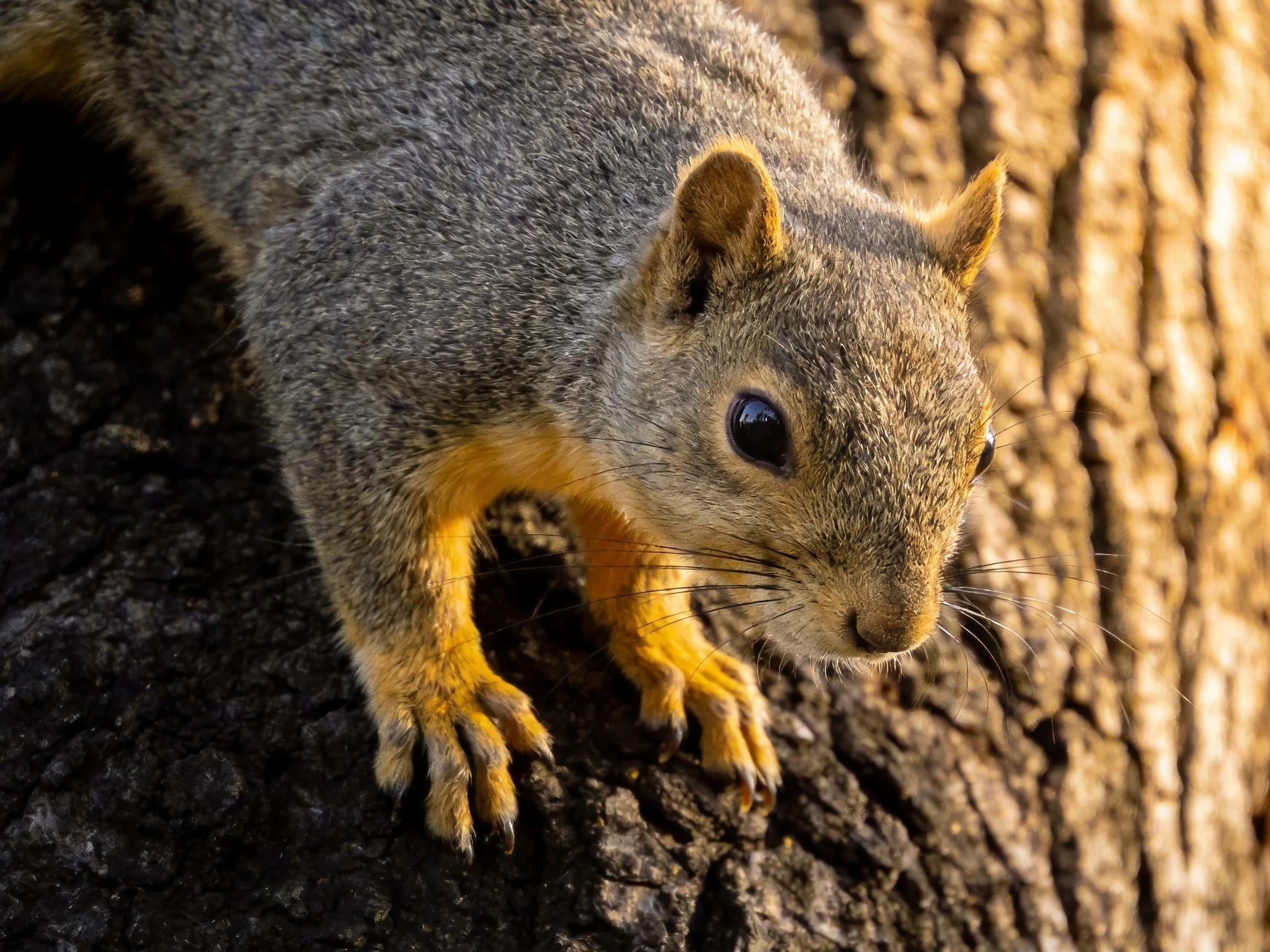 A gray squirrel with yellow paws climbs on a rough tree trunk