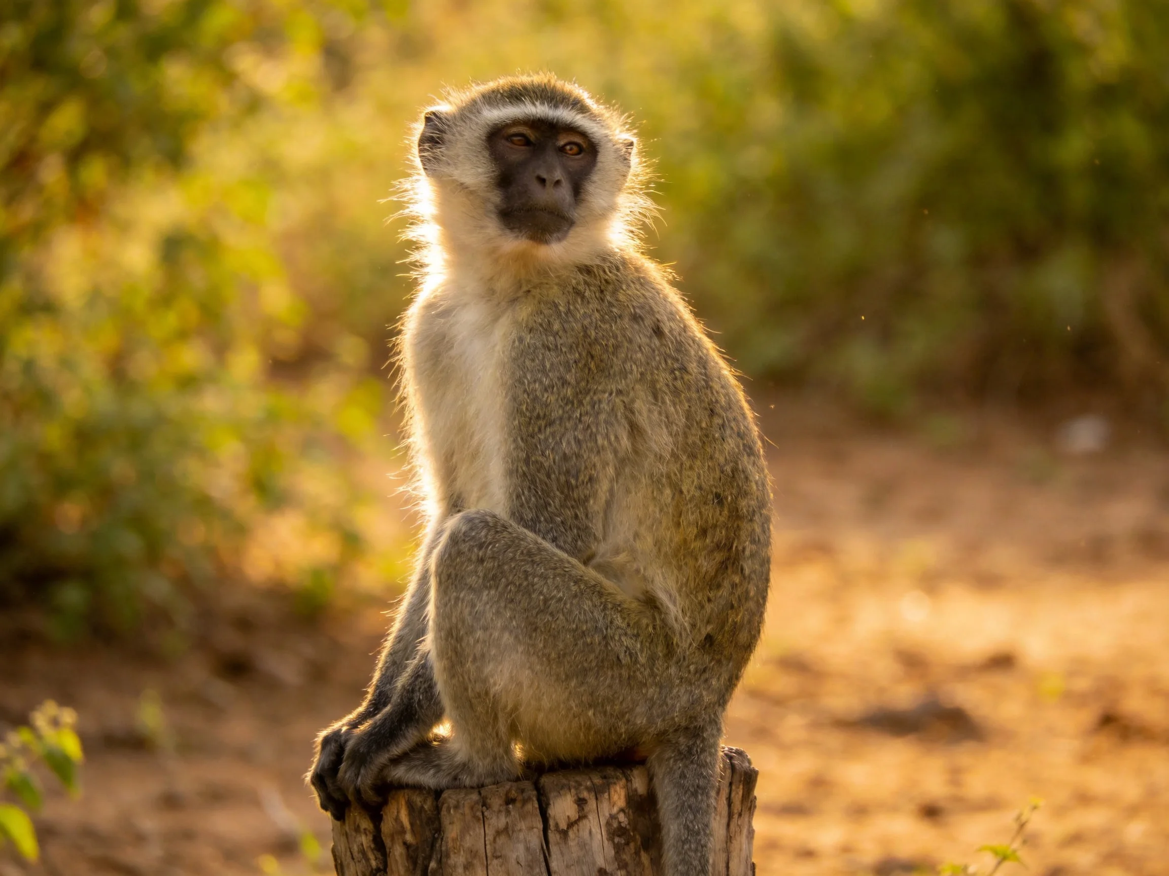 A gray vervet monkey perched on a weathered tree stump in sunlit surroundings