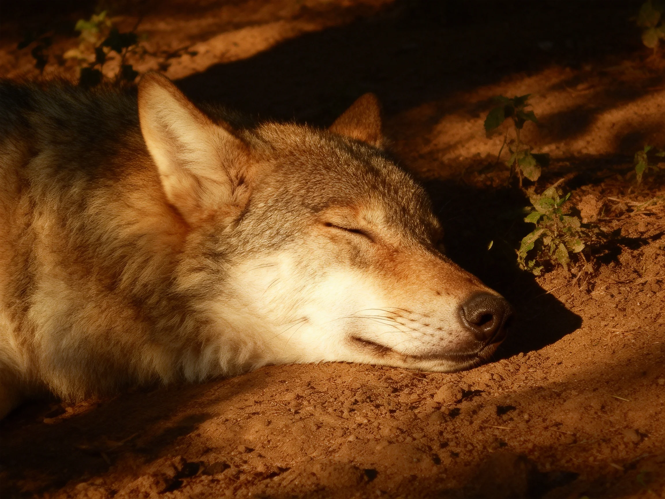 A gray wolf sleeps on sandy ground with small green plants