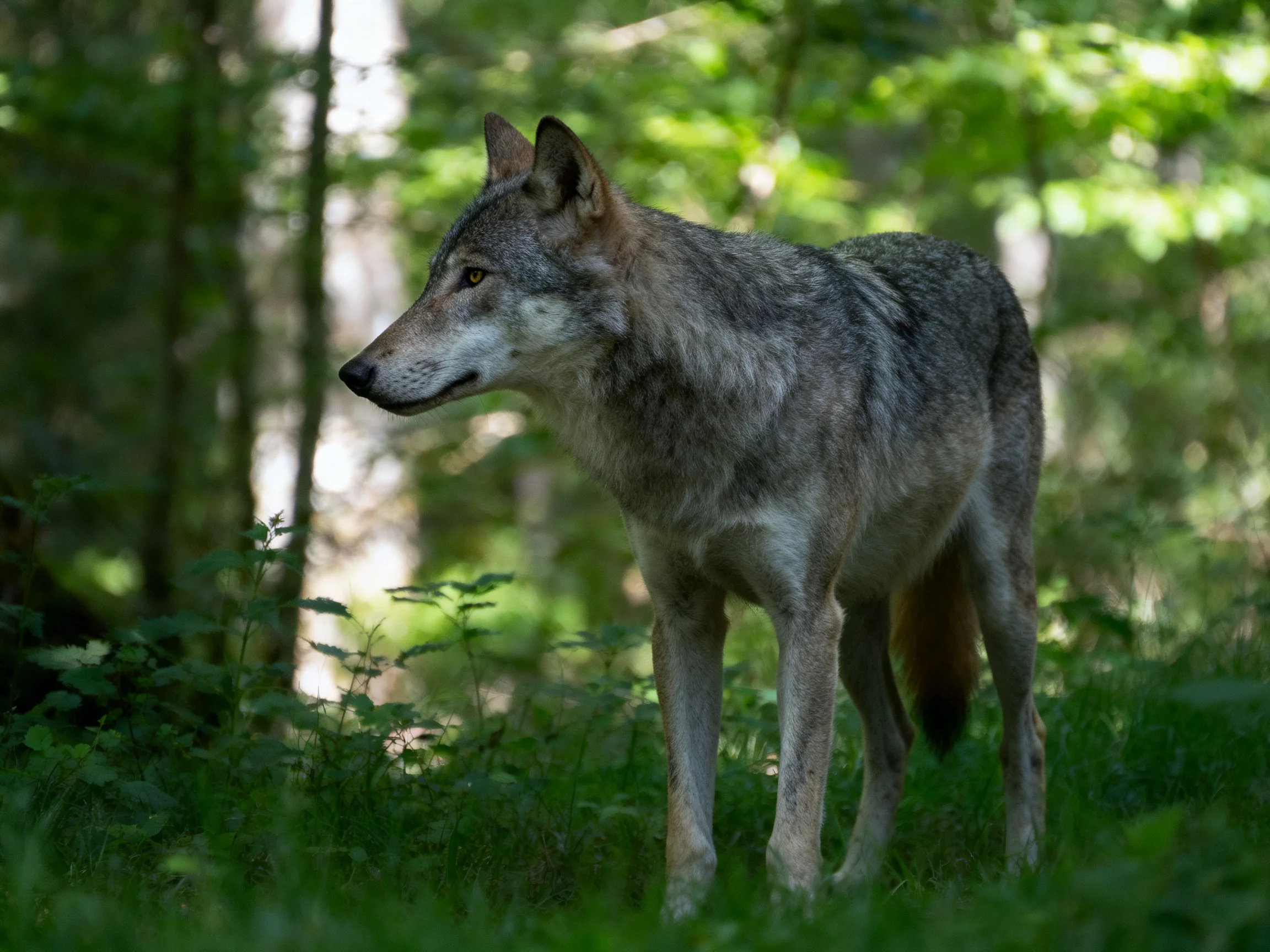 A gray wolf stands alert amid lush green foliage and tall trees