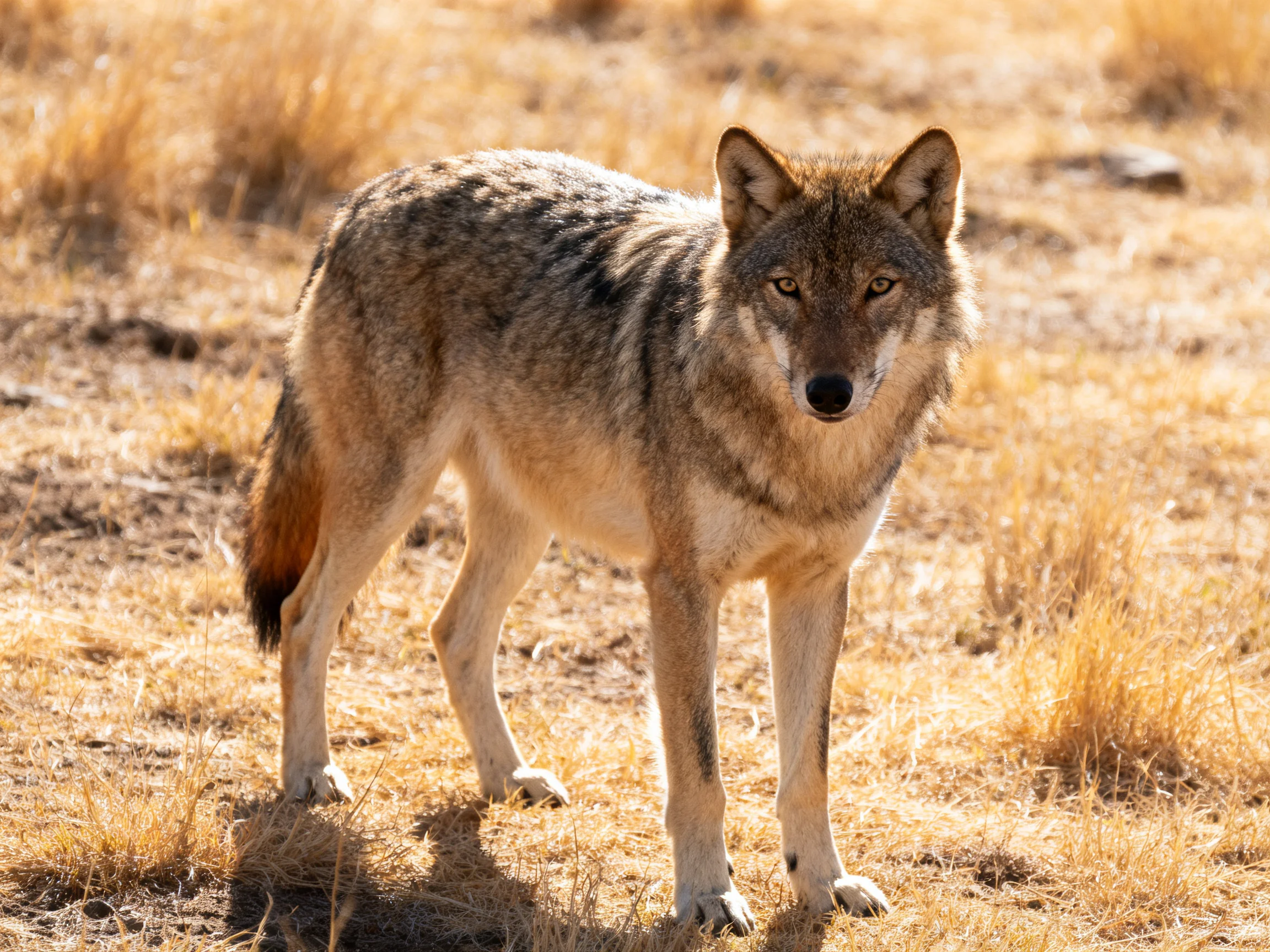 A gray wolf stands alert in a sun-drenched golden grassland