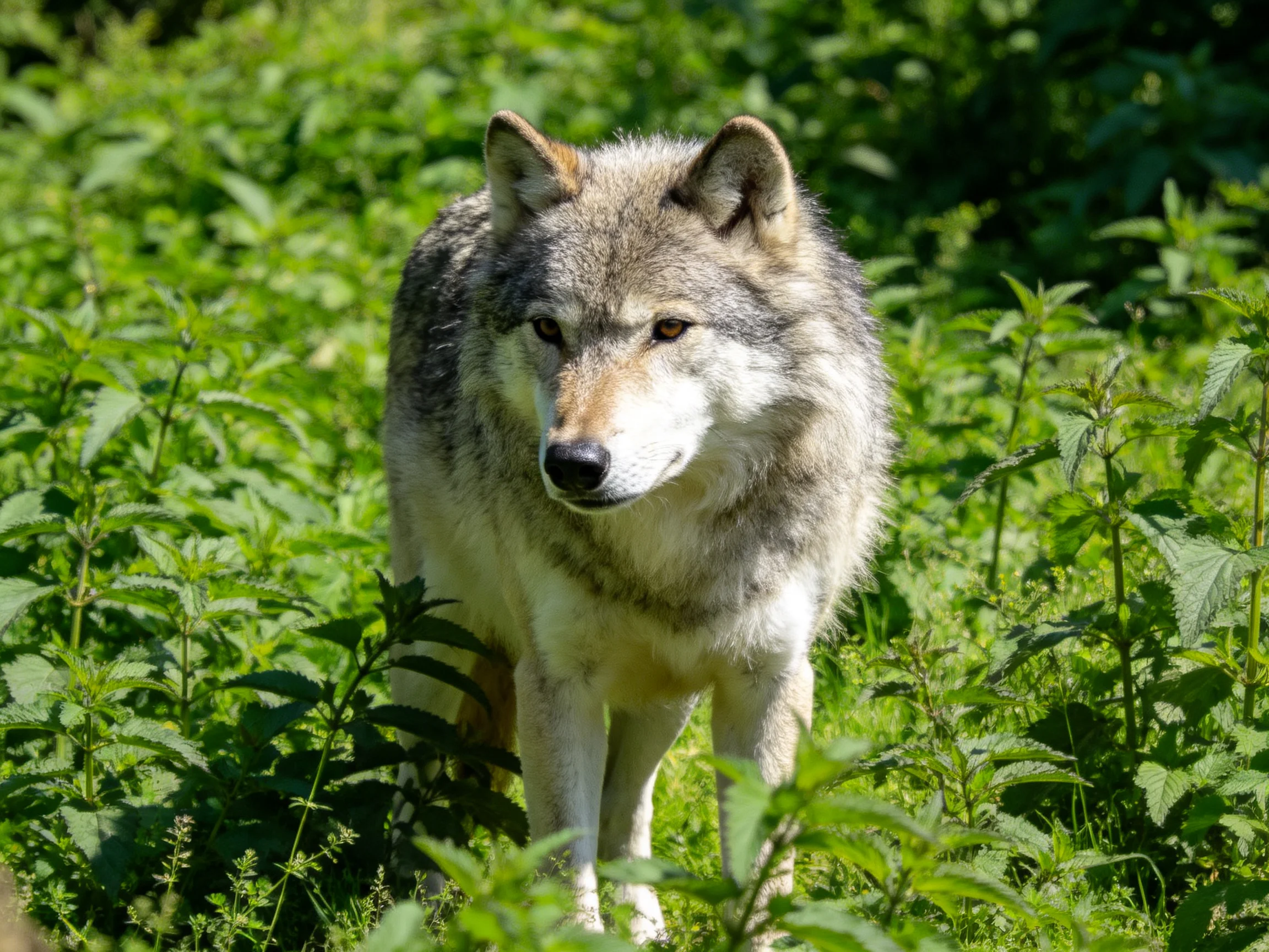 A gray wolf stands amid dense, vibrant green foliage