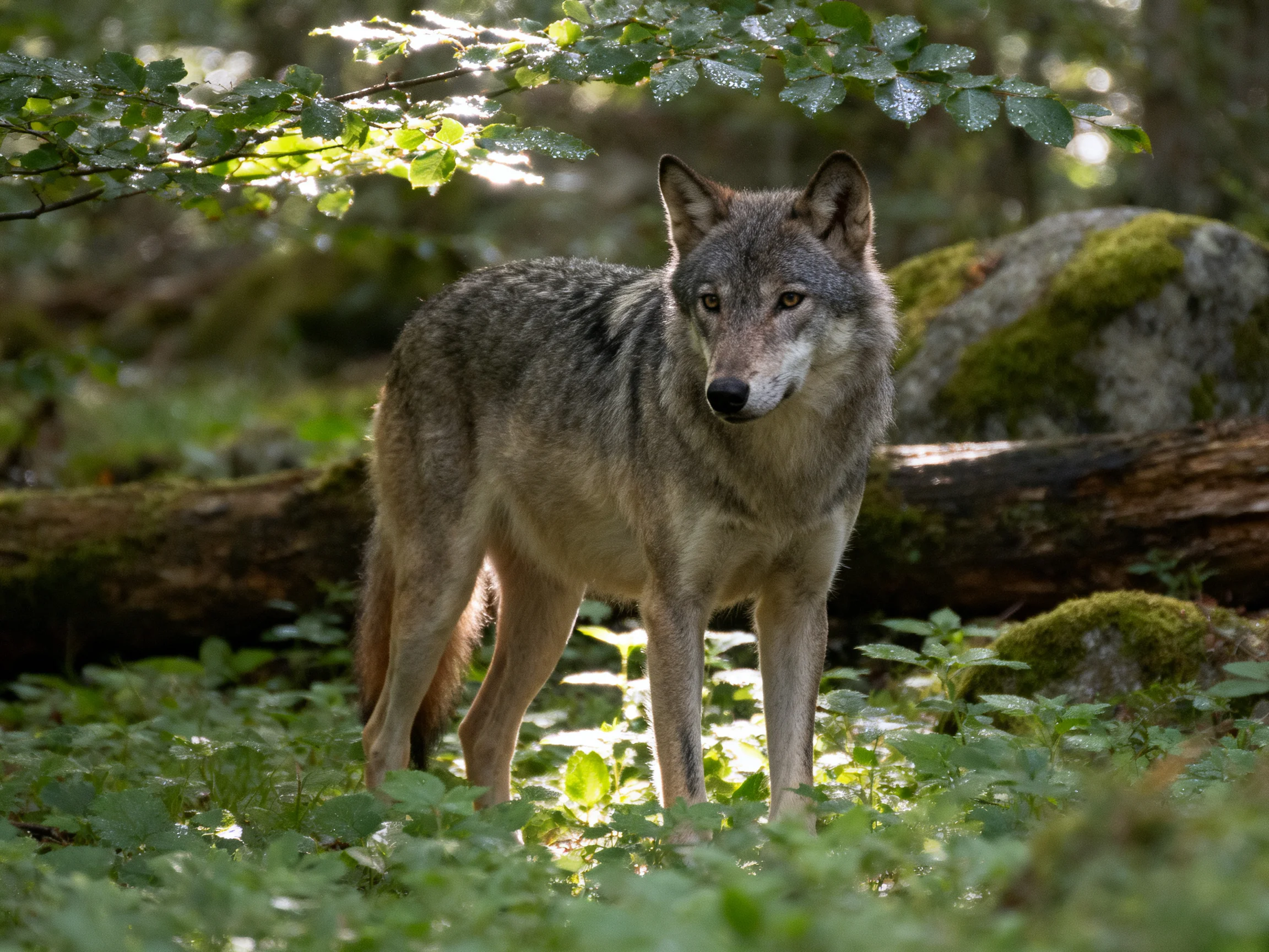 A gray wolf is in a sunlit forest area with vegetation and rocks.
