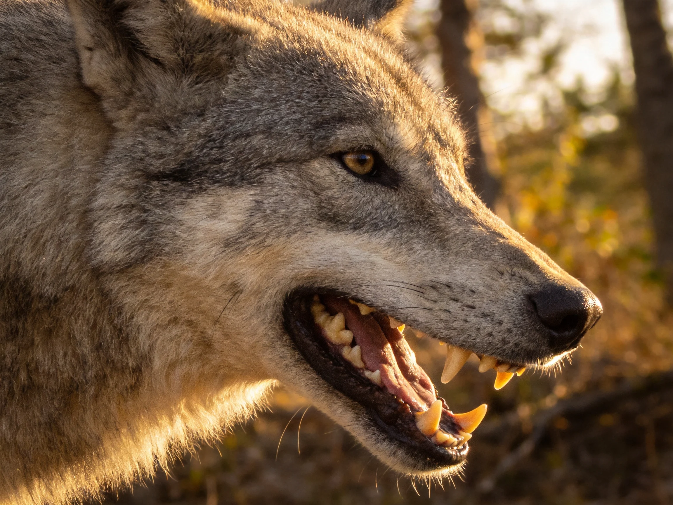 A gray wolf with bared teeth in a sunlit forest