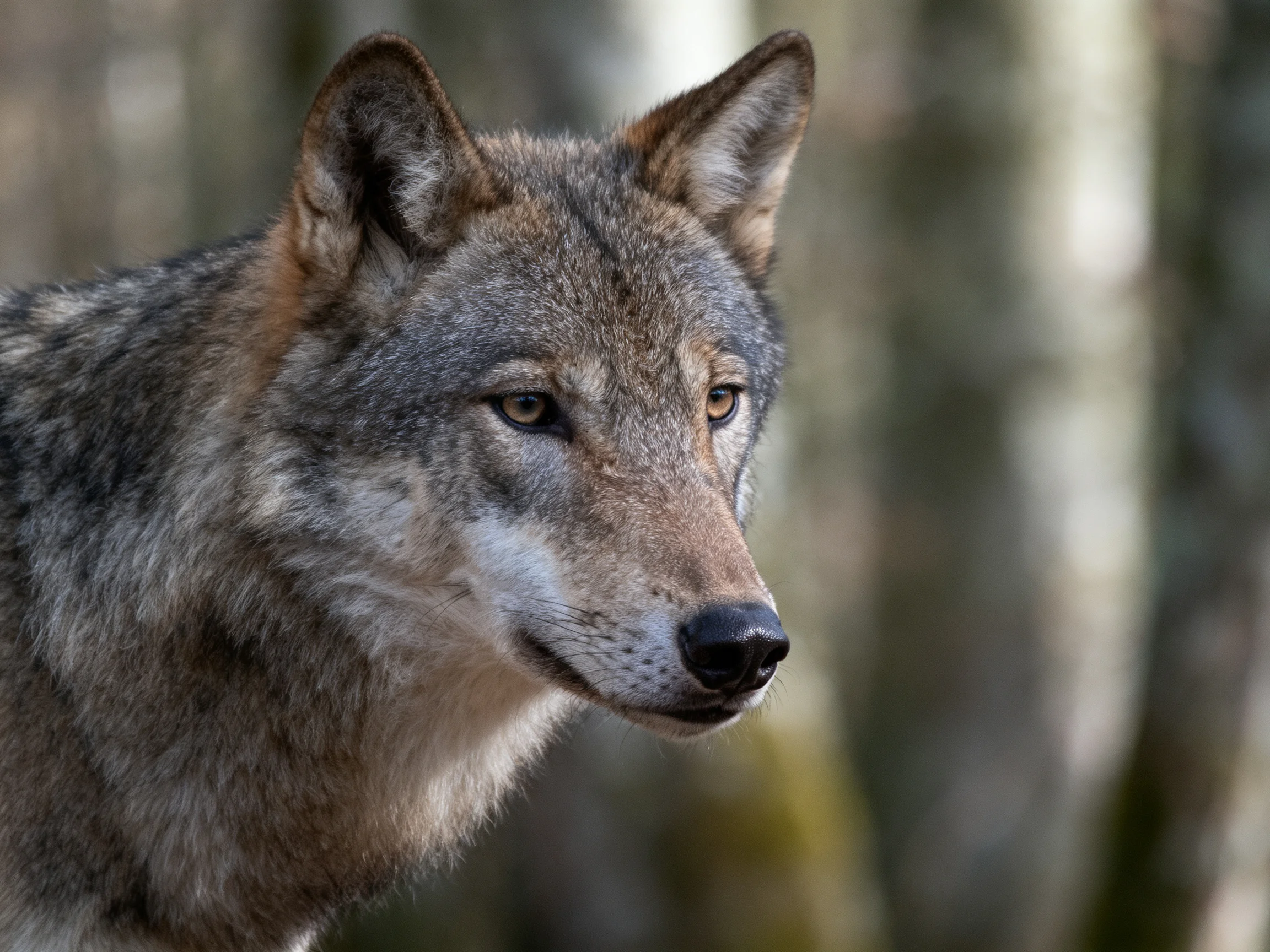A gray wolf with earth-toned fur in a blurred forest