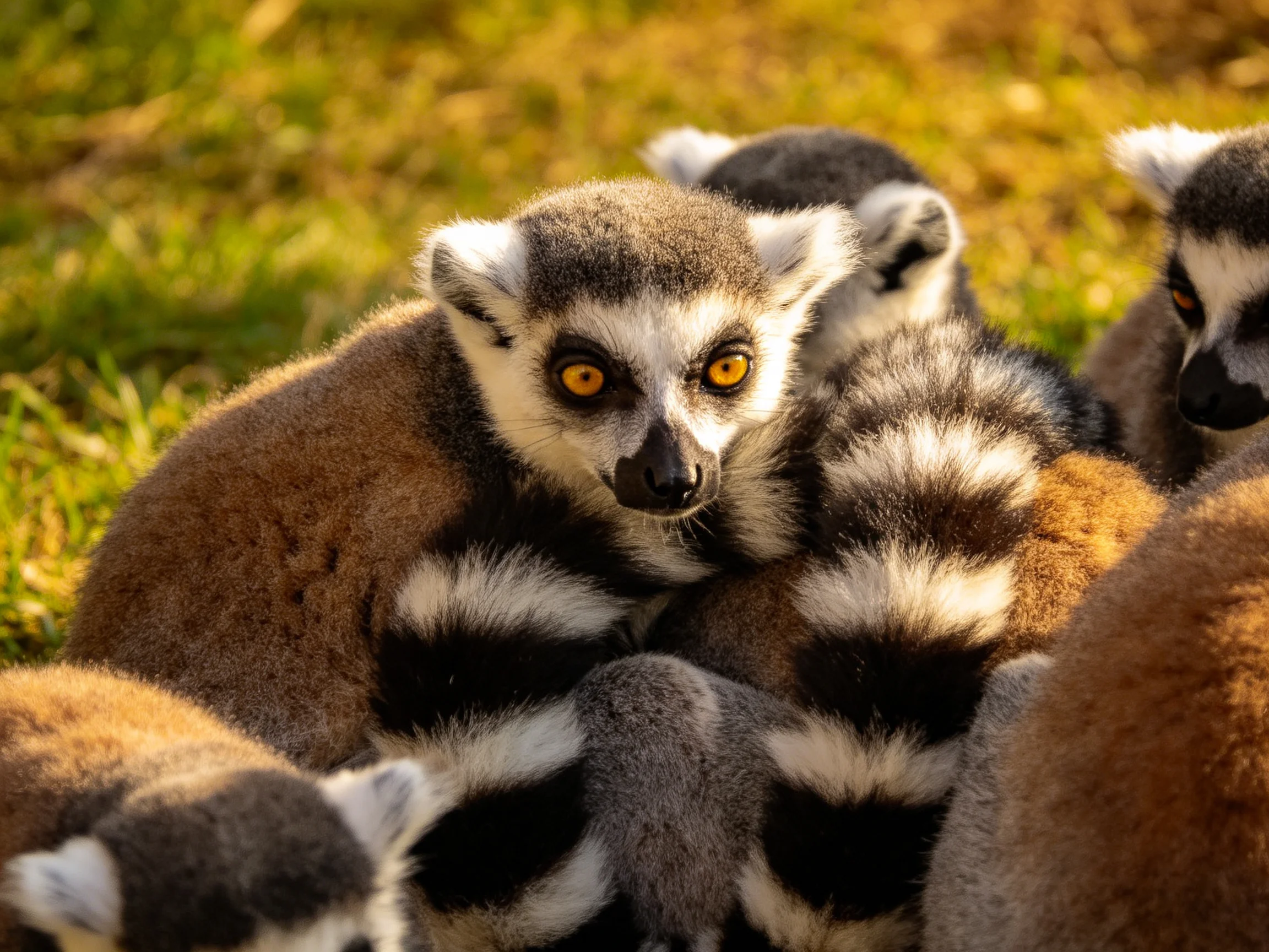 A group of ring-tailed lemurs huddling in golden sunlight