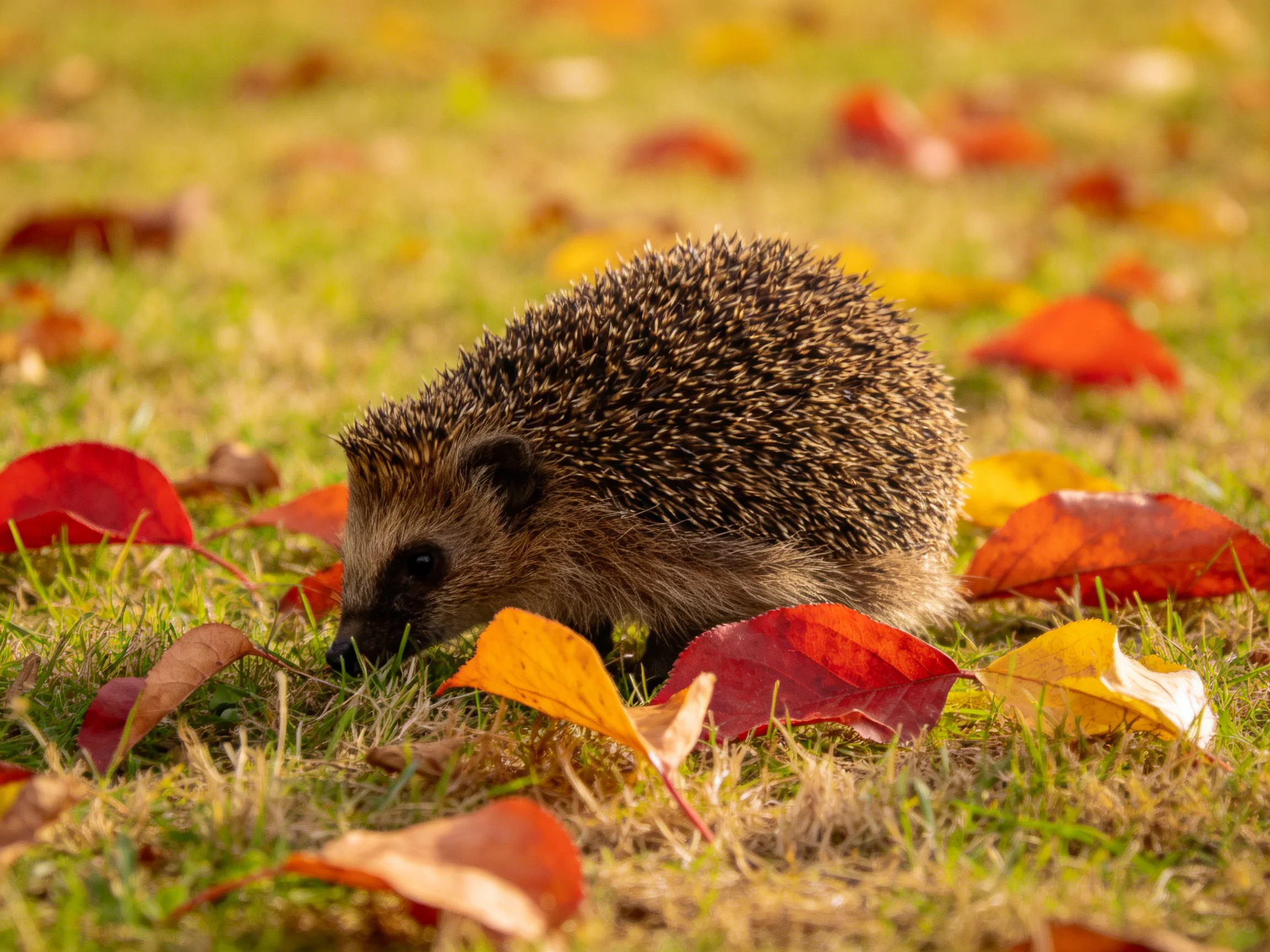 A hedgehog explores a grassy area covered with colorful fallen leaves.