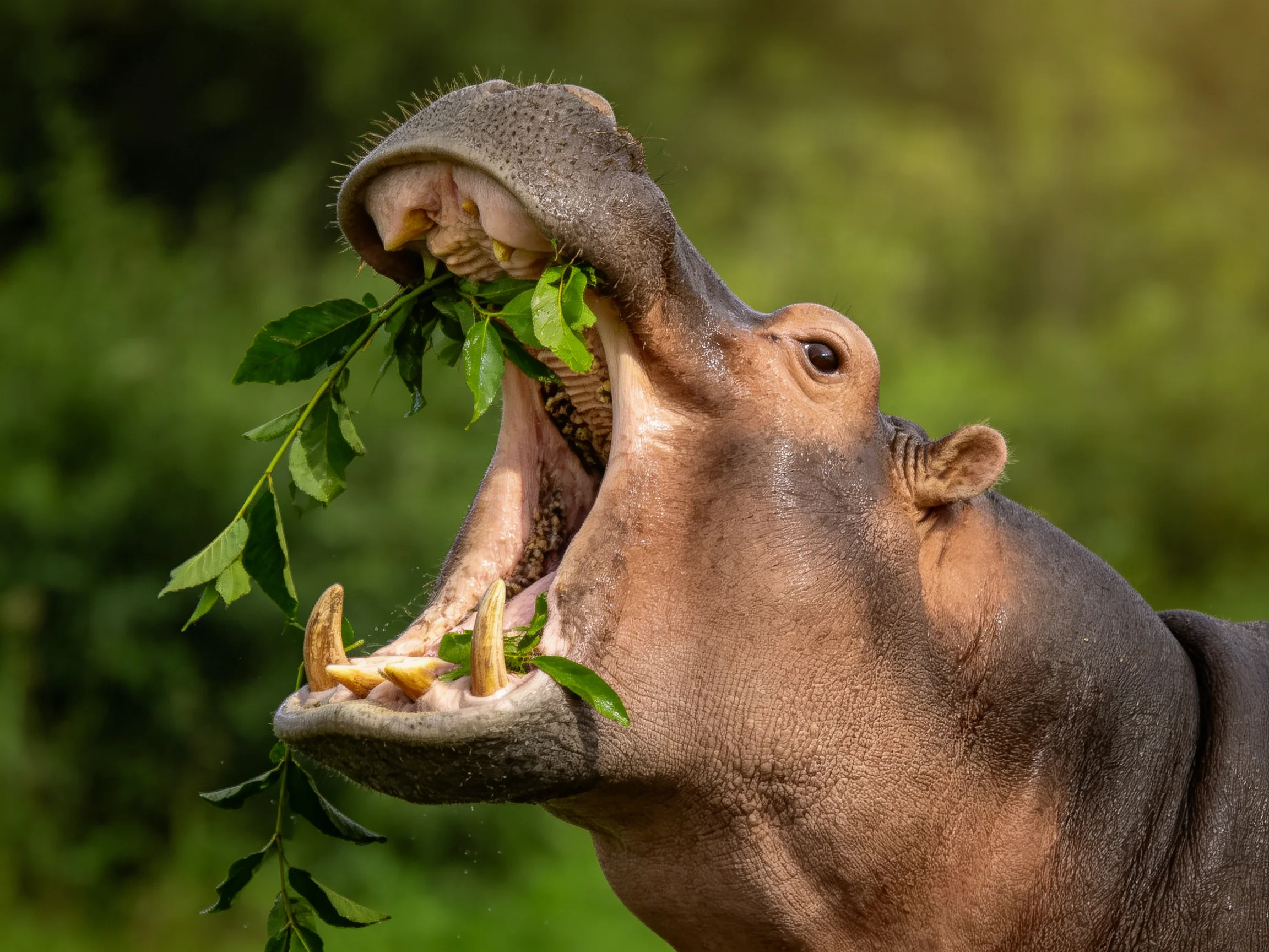 A hippopotamus munching leaves with open jaws against lush greenery