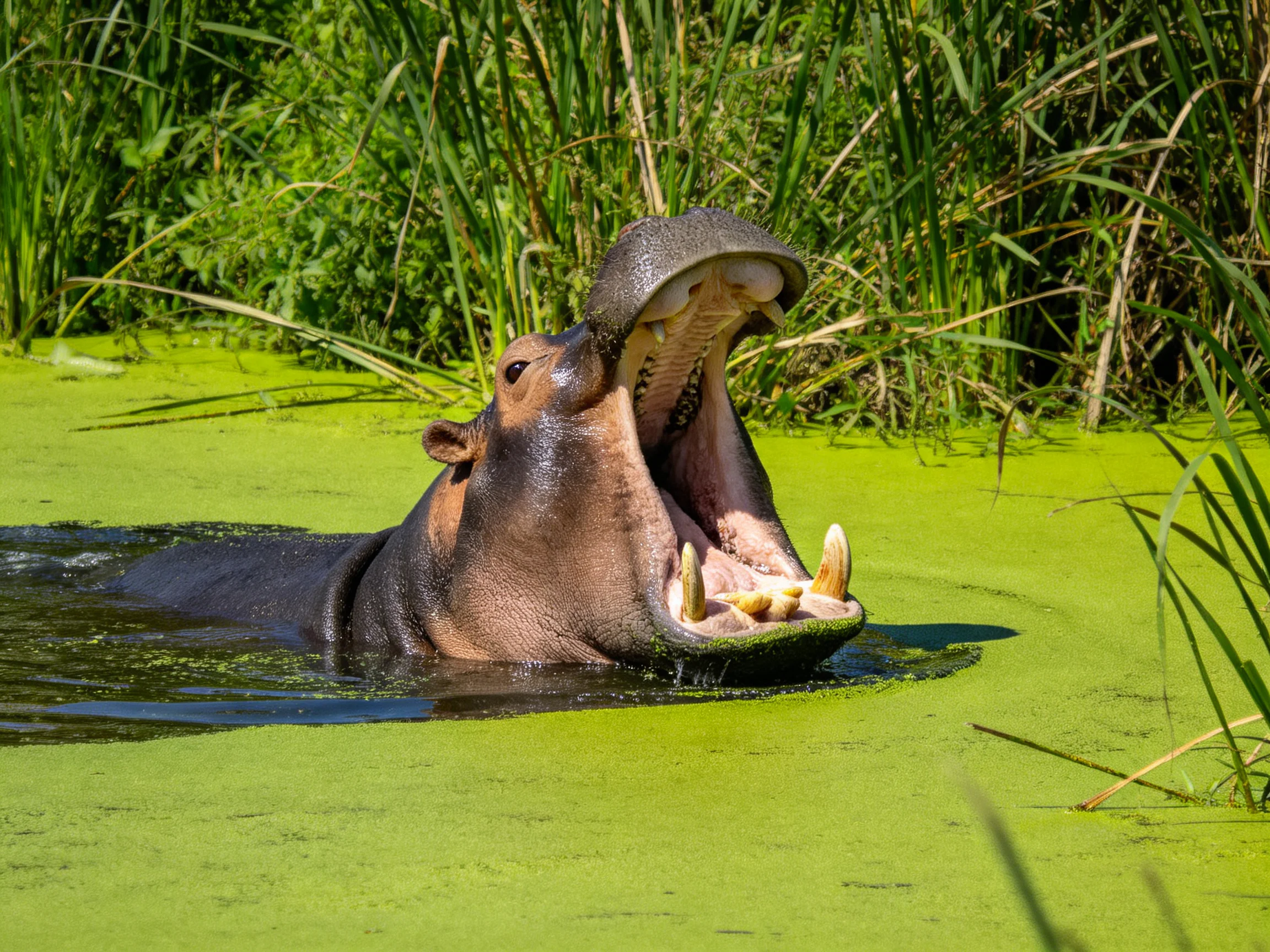 A hippopotamus yawning in bright green algae-filled water