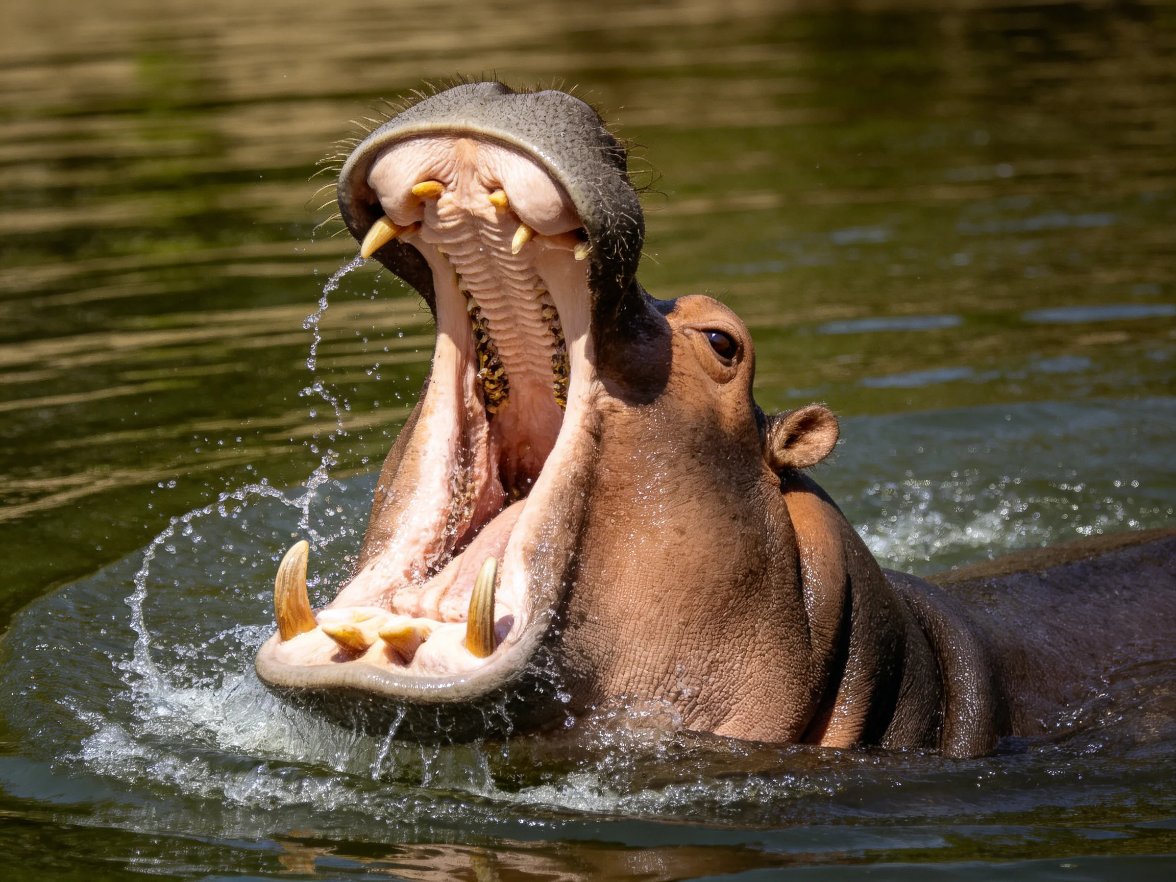 A hippopotamus yawning widely in murky green water
