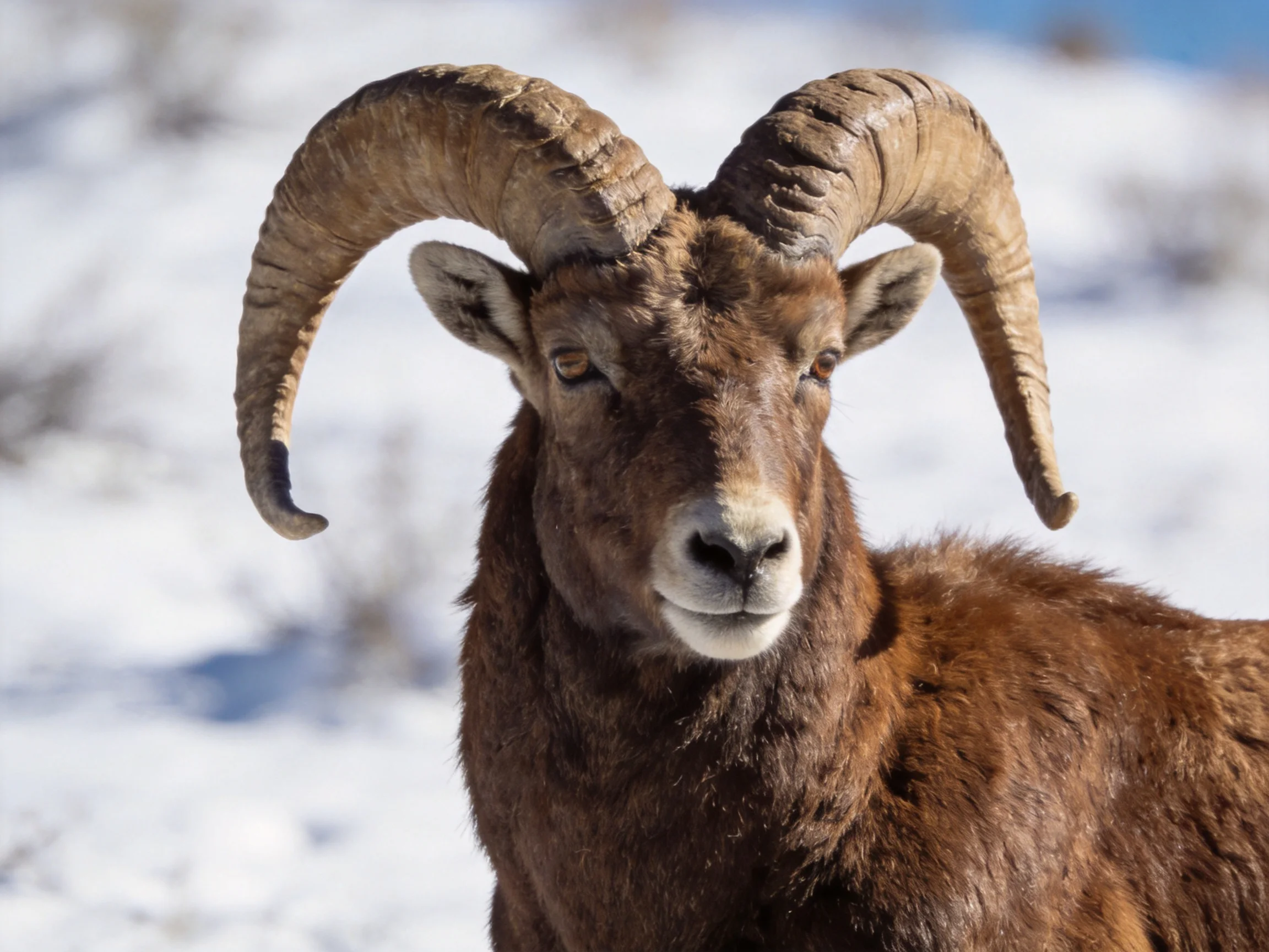 A horned animal with large curved horns in a snowy landscape