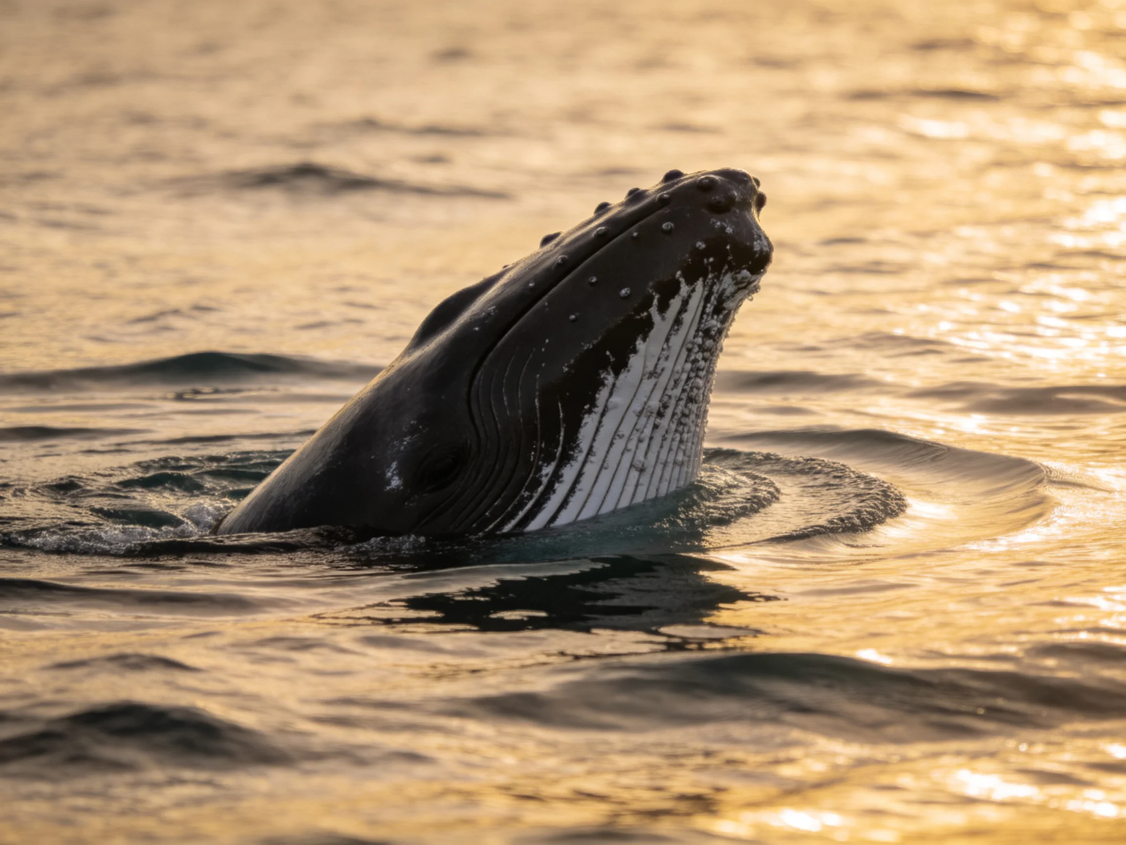 A humpback whale emerges from the golden ocean during sunset.