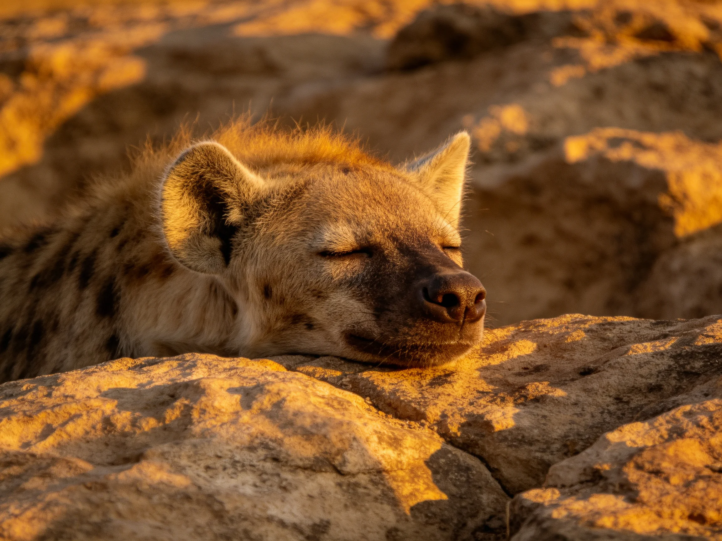 A hyena rests on sun-drenched rocky formations in golden light