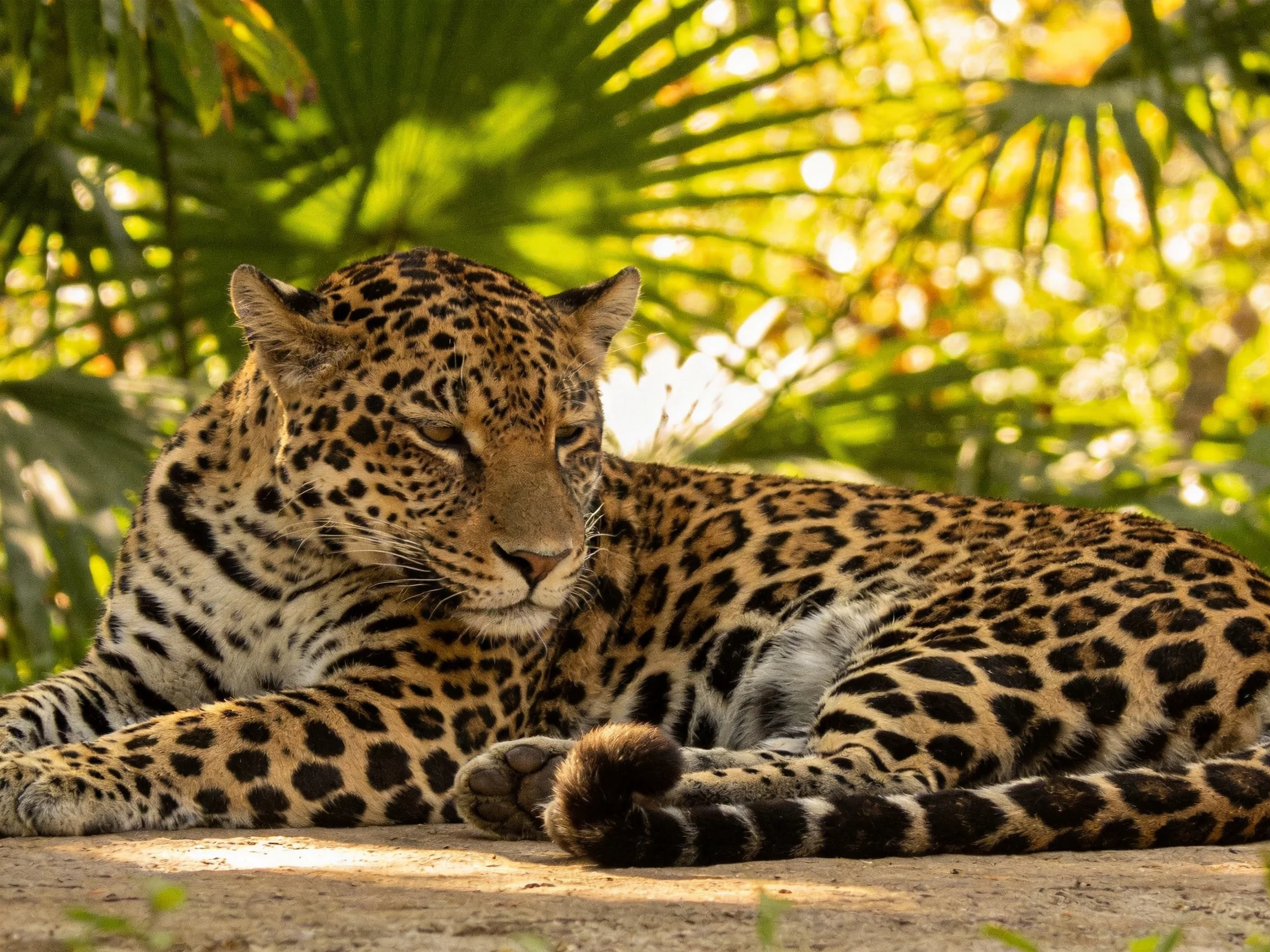 A jaguar lounges amid lush green foliage under warm sunlight