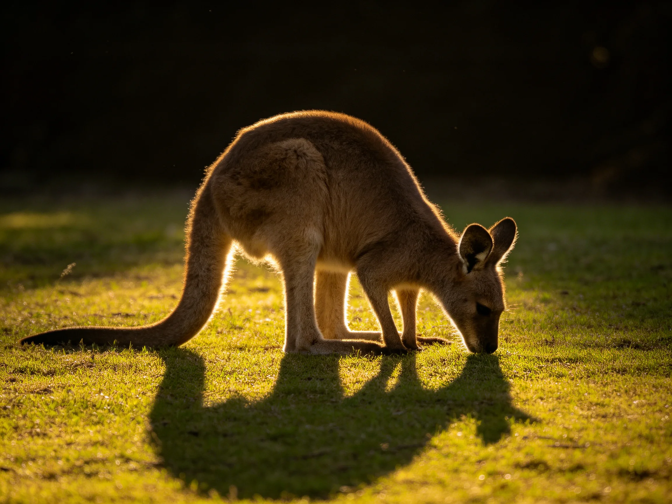 A kangaroo feeds on grass illuminated by warm, golden sunlight.
