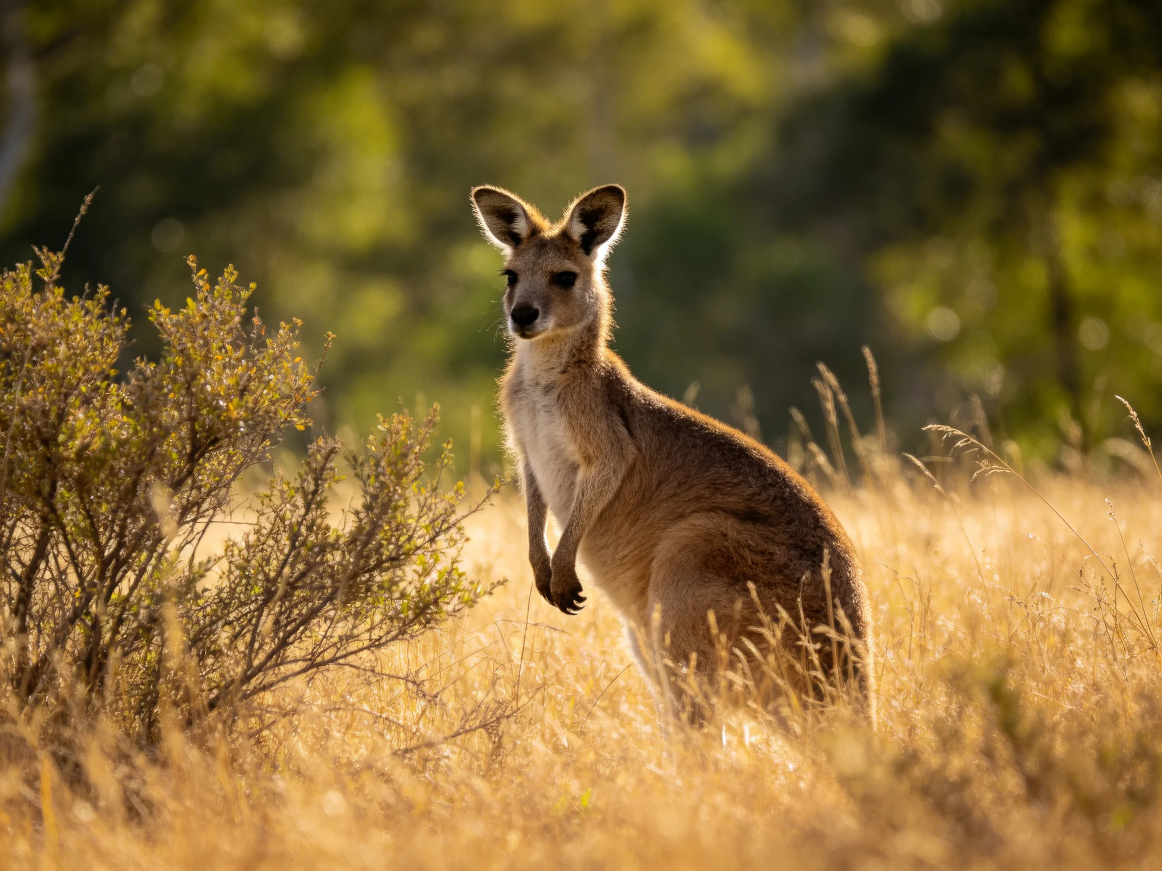 A kangaroo stands among tall golden grass and shrubs in a sunlit natural setting.