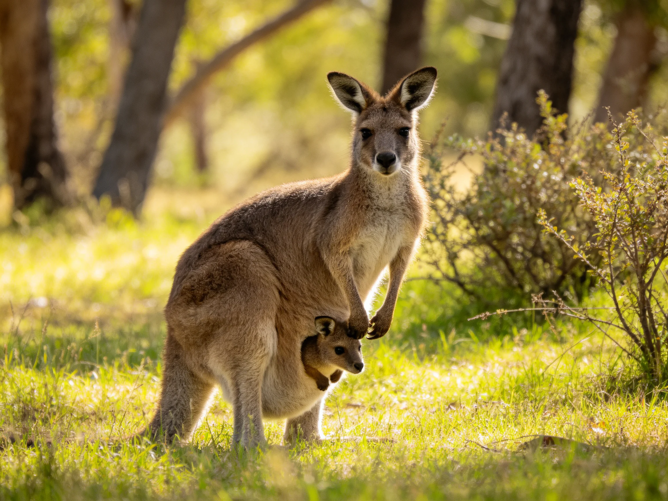 A kangaroo with a joey in a sun-dappled forest clearing