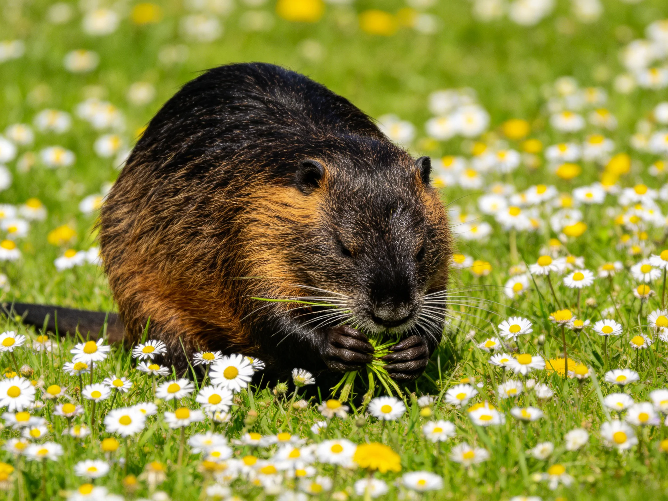 A large brown and black rodent forages among white and yellow wildflowers