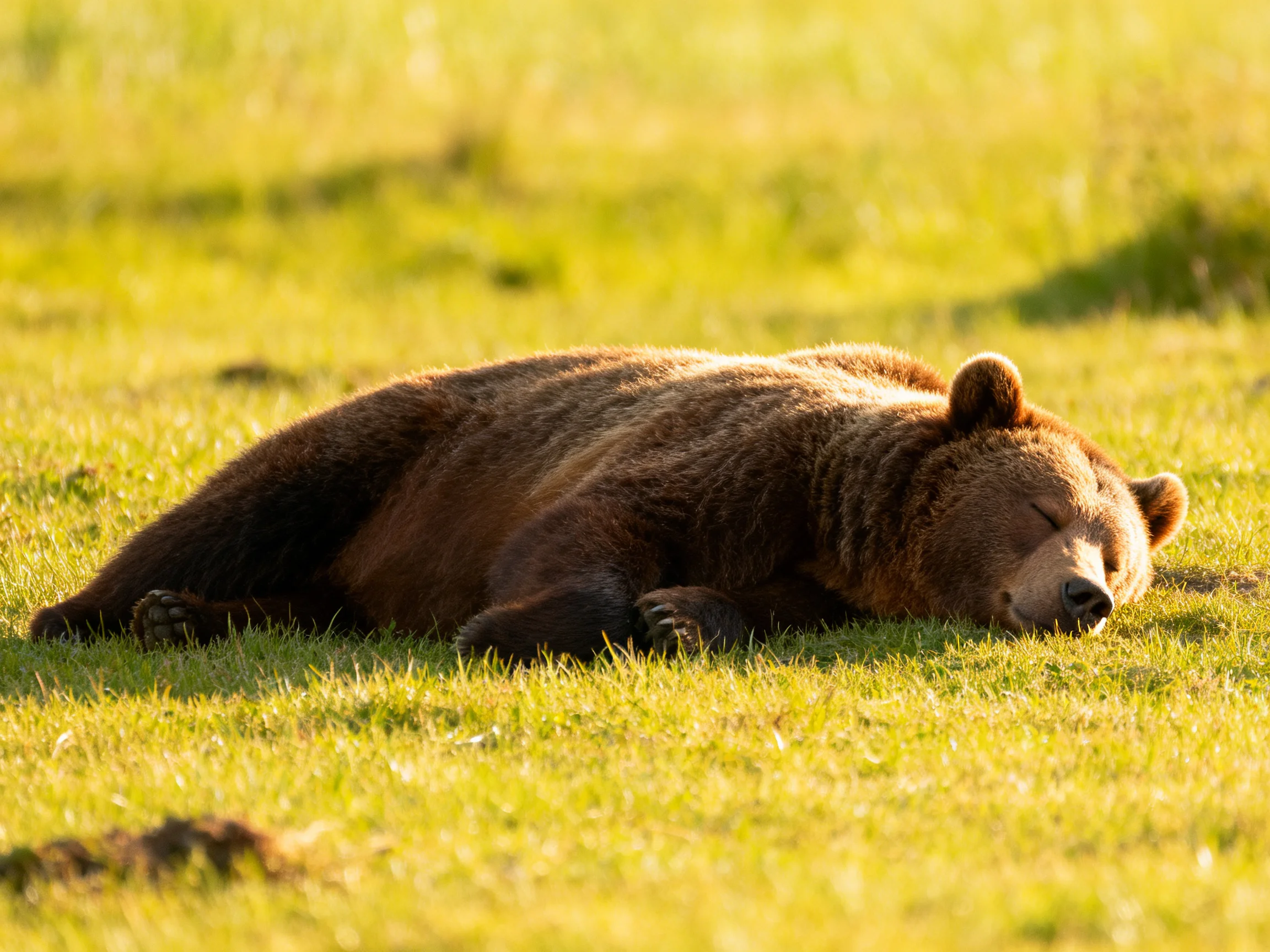 A large brown bear sleeps on sunlit green grass in a peaceful meadow.
