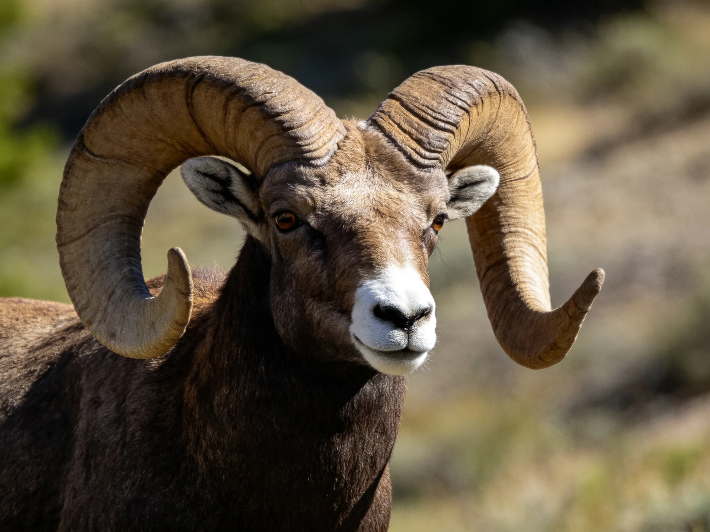A large brown bighorn ram is shown up close with a blurred natural backdrop.