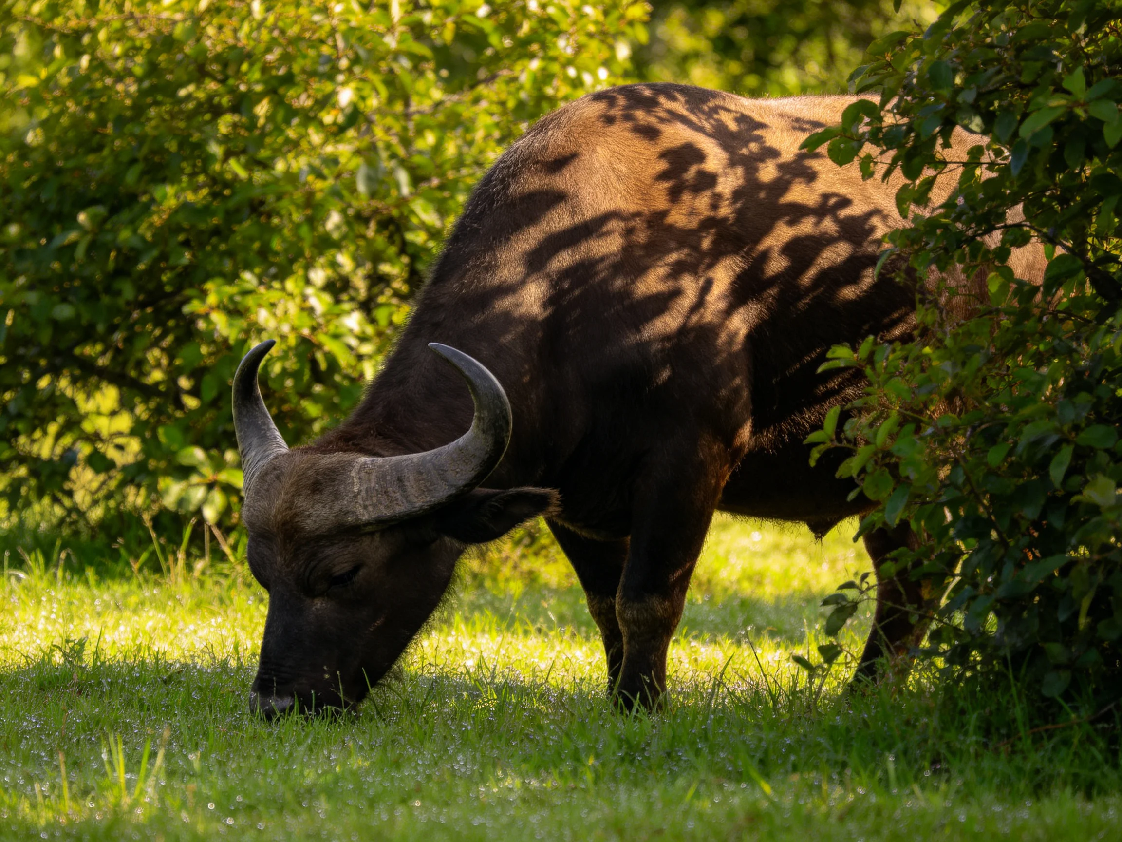 A large brown buffalo grazes near dense green bushes