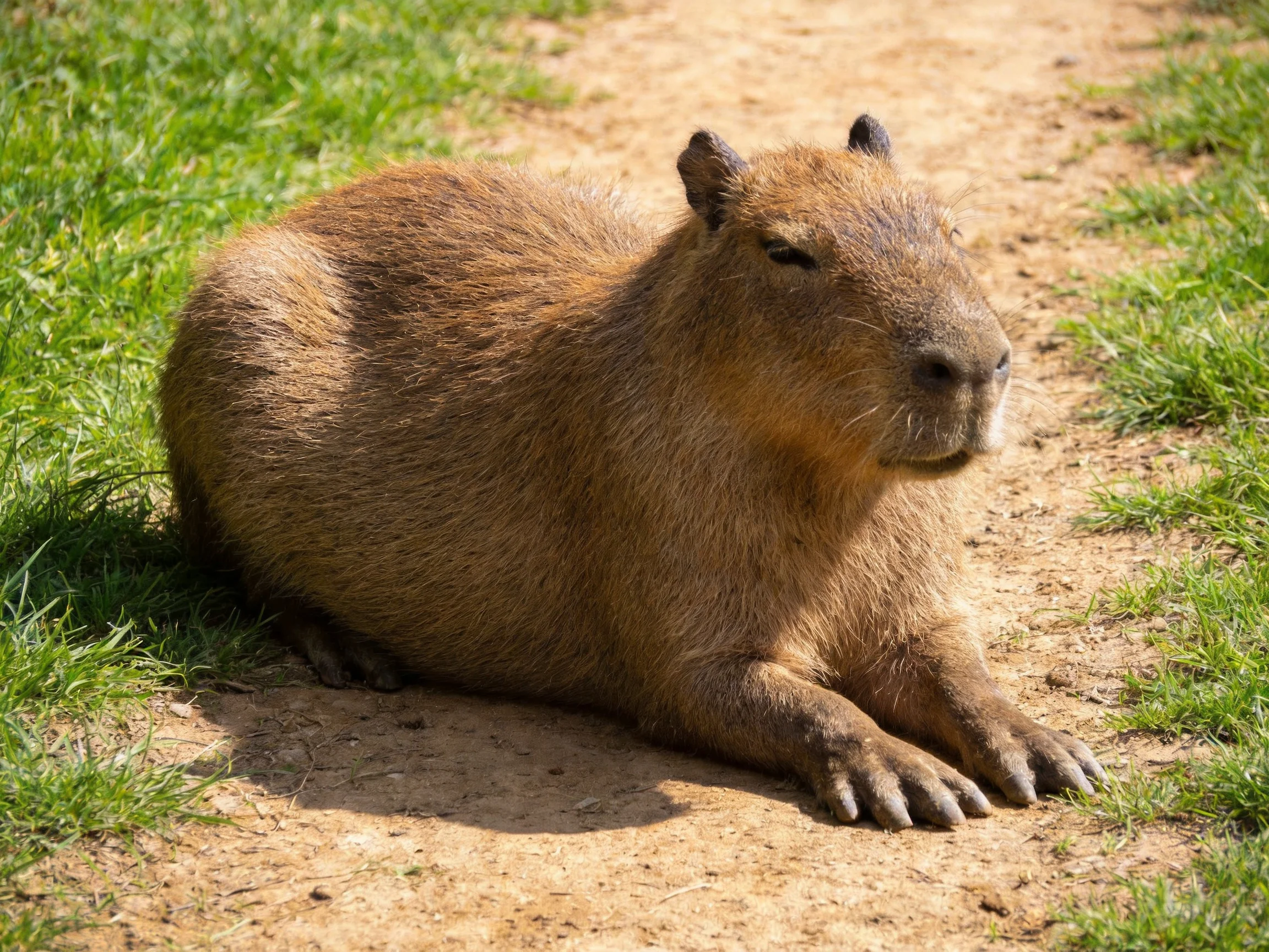 A large brown capybara rests on a sandy path beside lush green grass