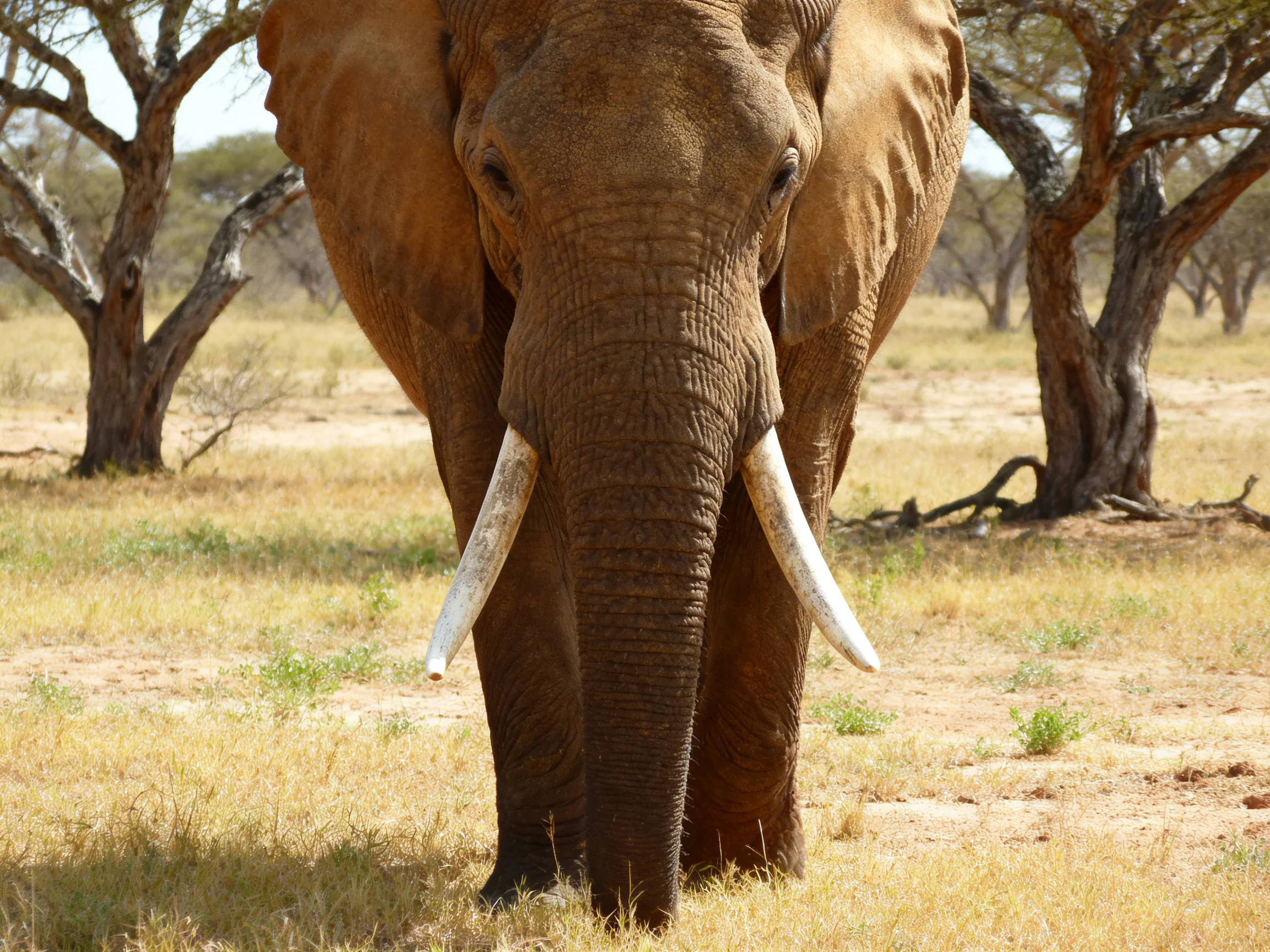 A large brown elephant with long white tusks in a dry savannah