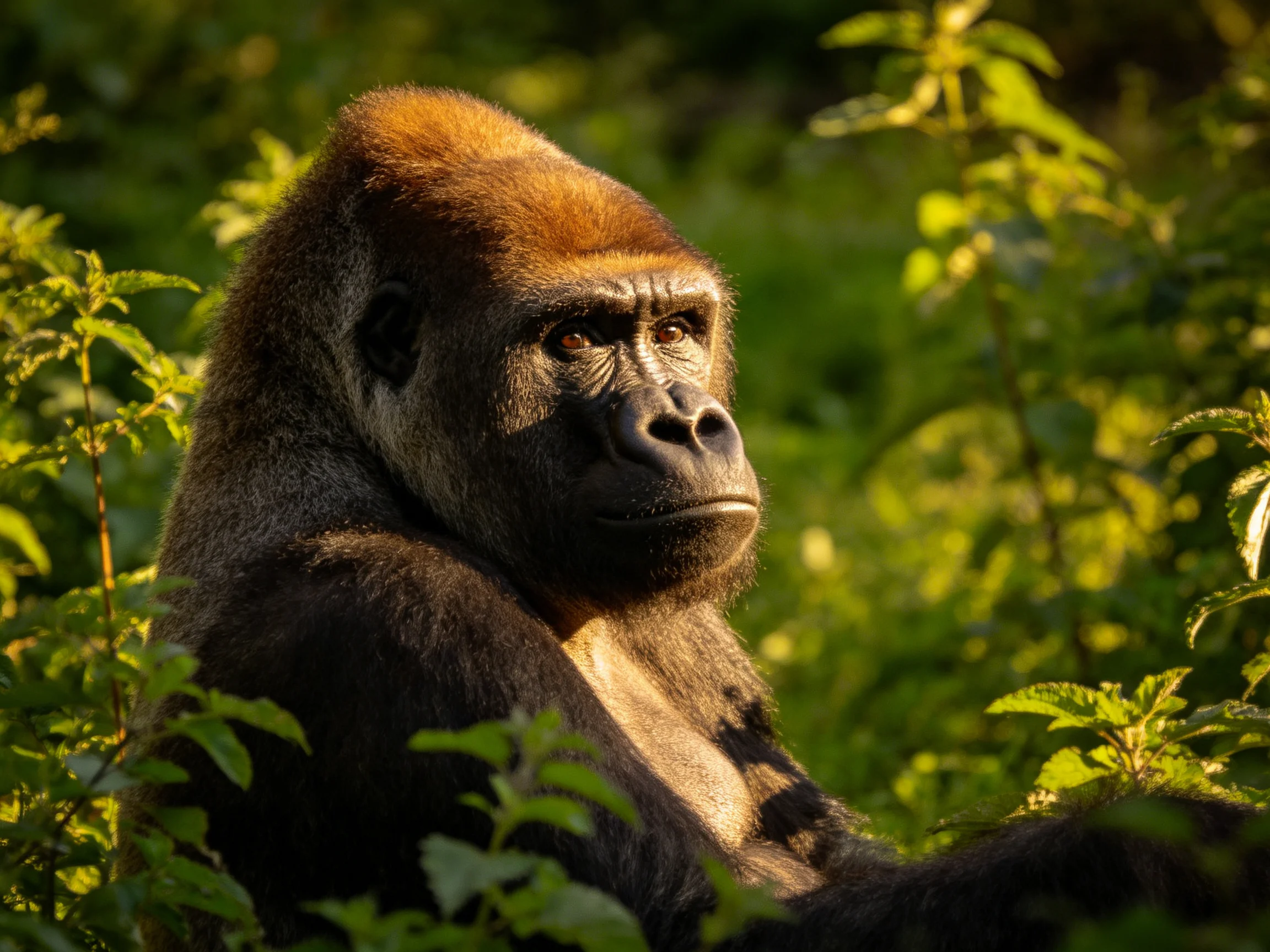 A large brown gorilla nestled among dense green foliage under warm sunlight