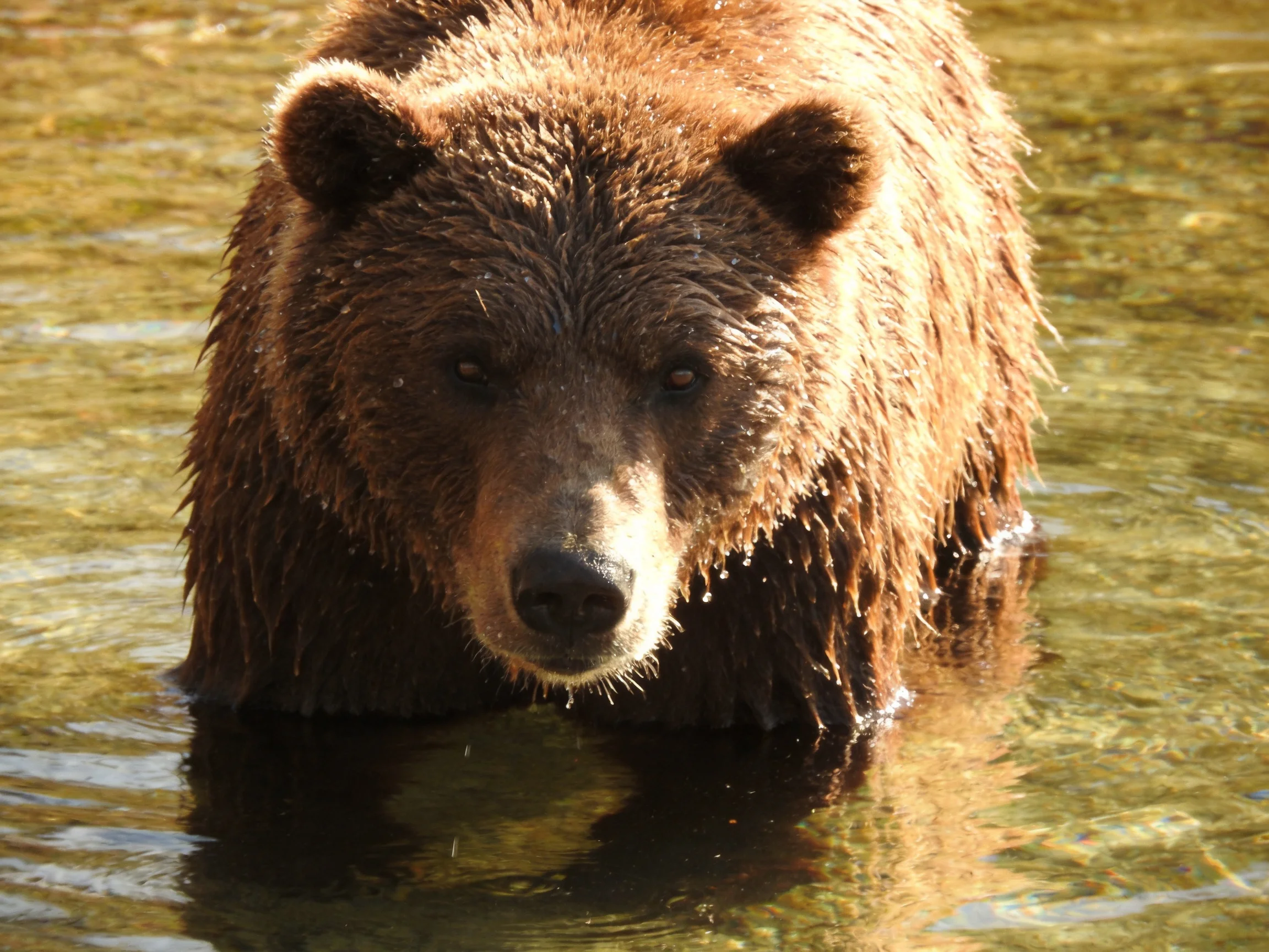 A large brown grizzly bear wades through shallow, sunlit water
