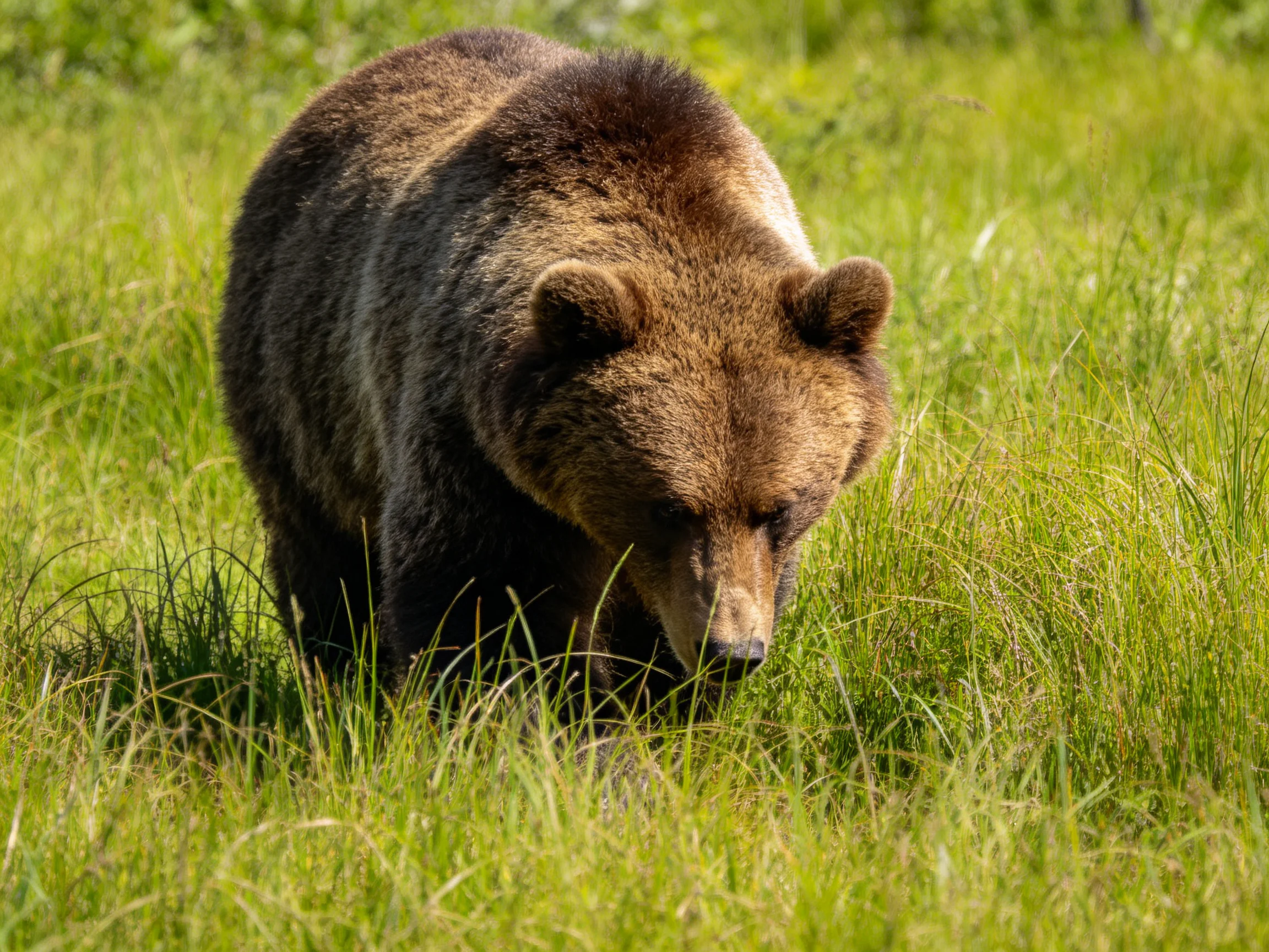 A large brown grizzly bear walking through tall green grass