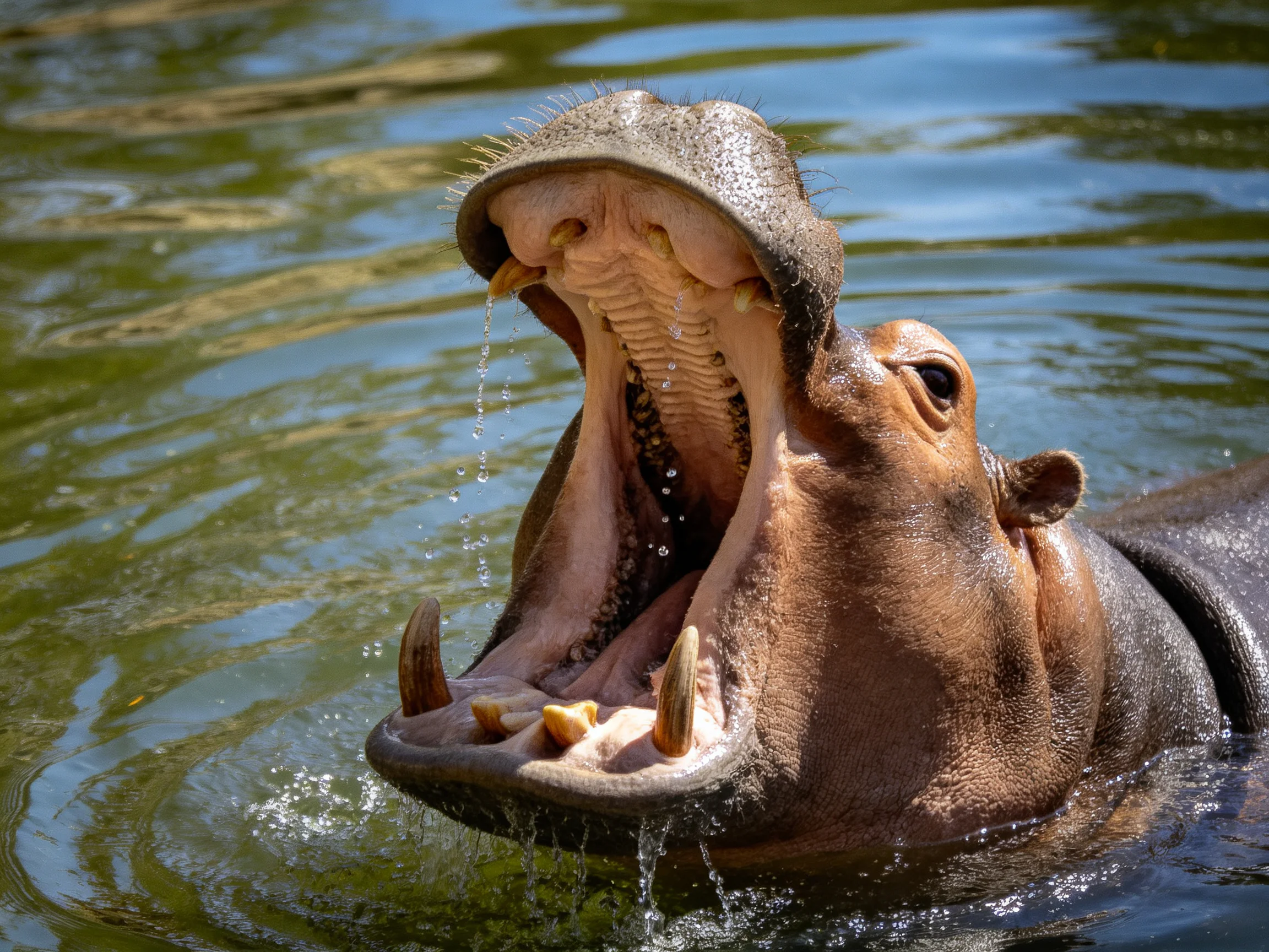 A hippopotamus opens its mouth wide while partially submerged in greenish water.