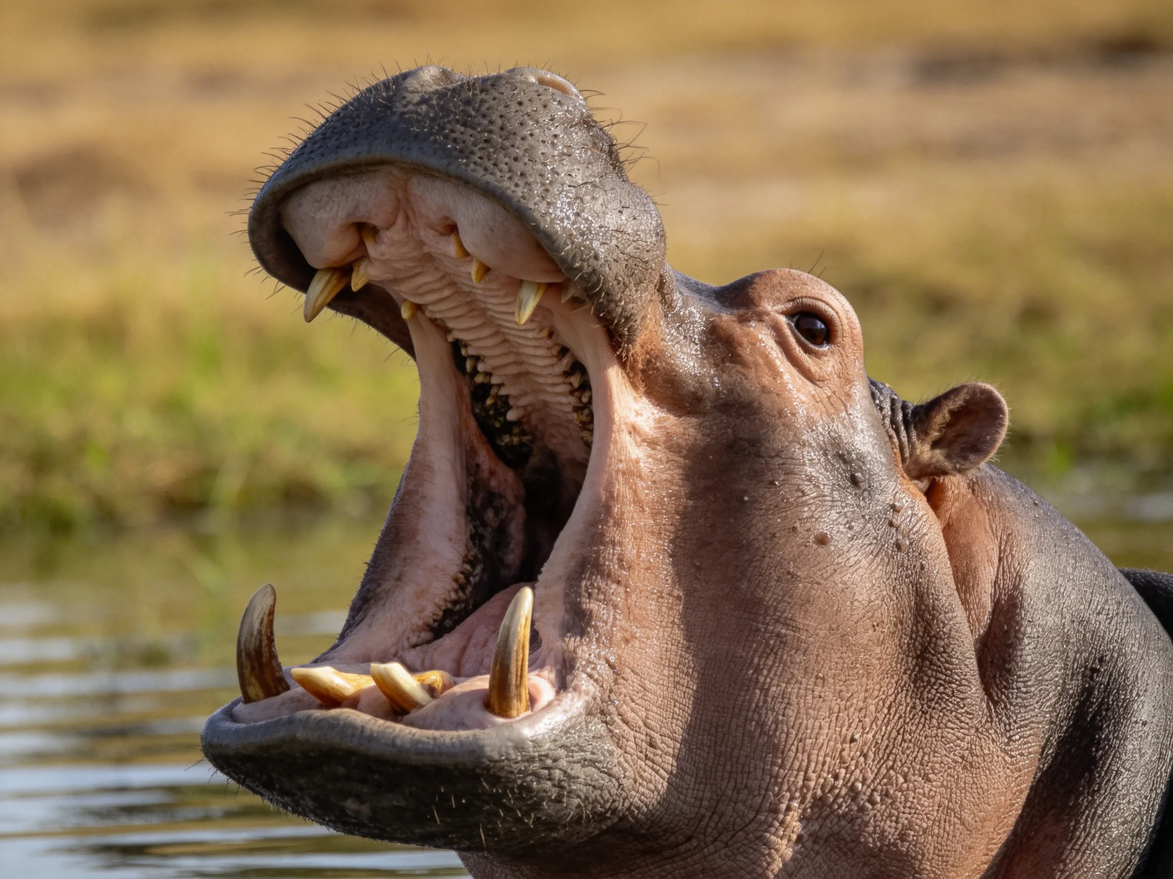 A large brown hippopotamus yawning near calm water