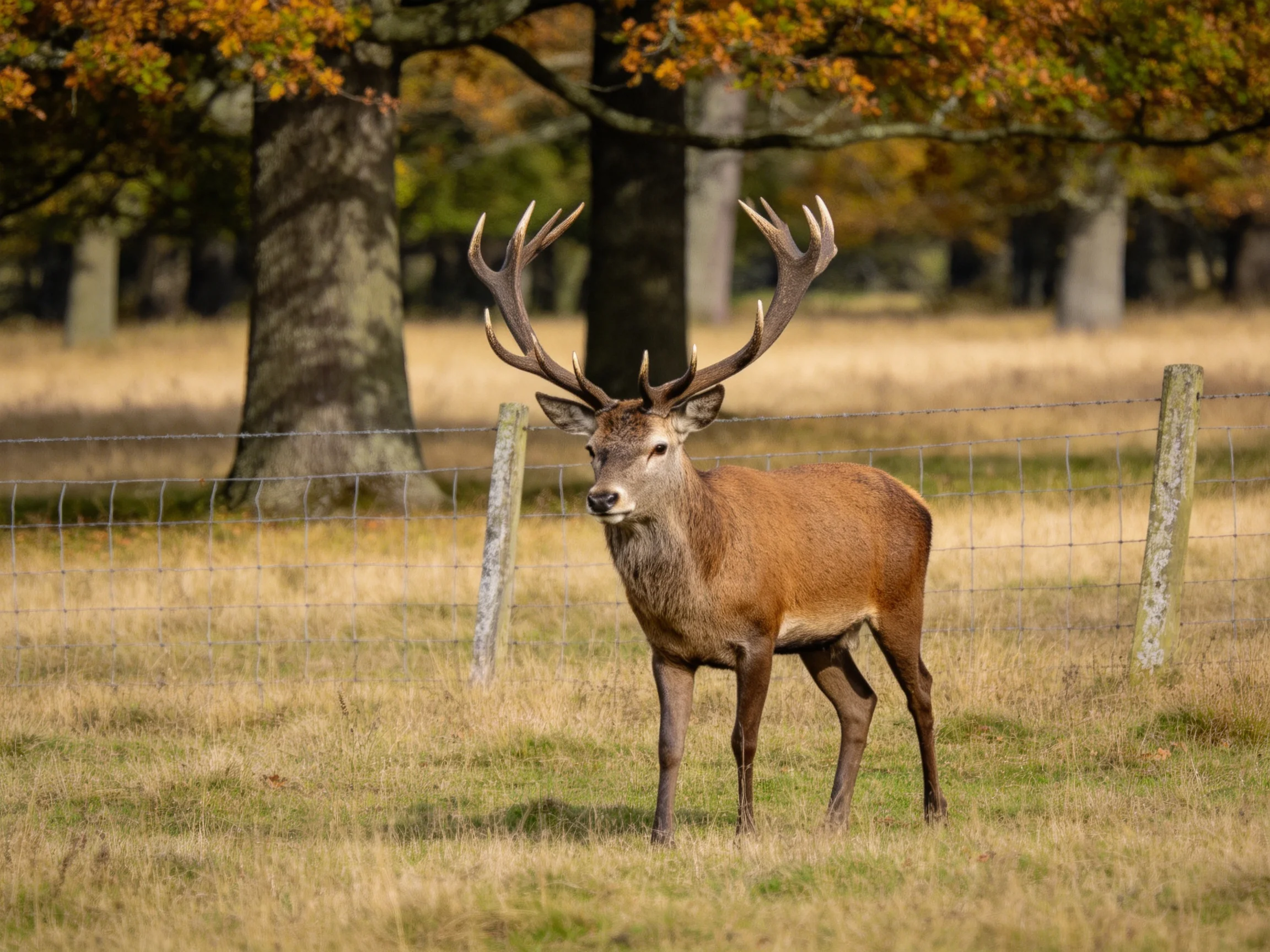 A stag with large antlers stands in a fenced autumn meadow.
