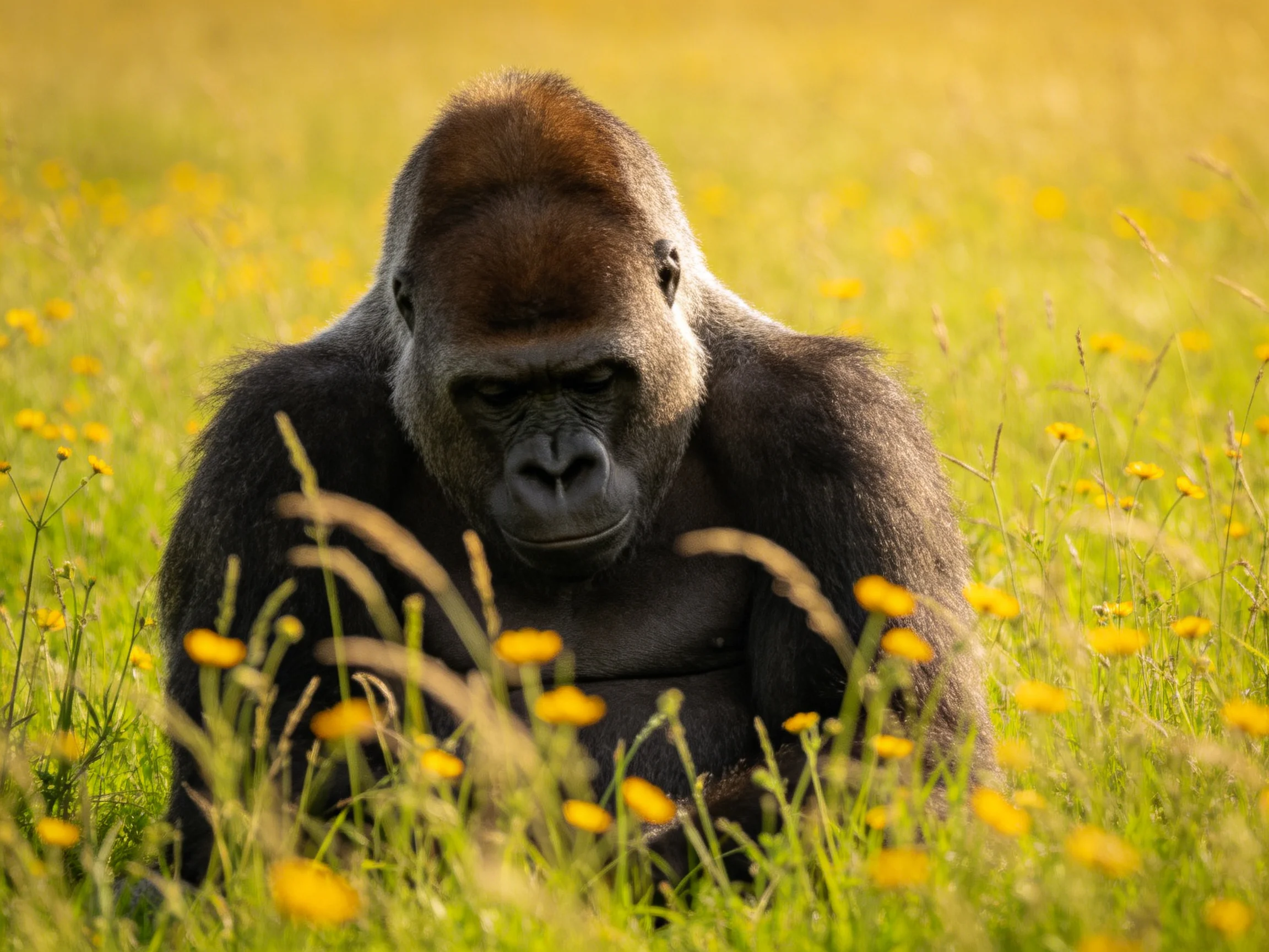 A large dark-furred gorilla sits among yellow wildflowers in a sunlit meadow