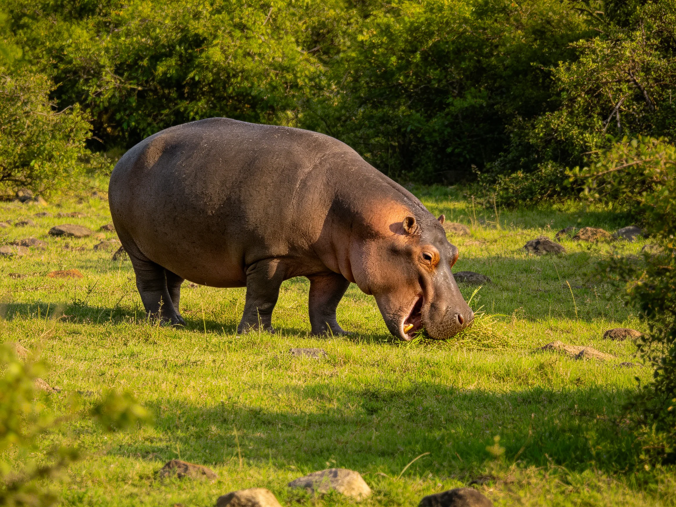 A large gray-brown hippopotamus grazing in lush green grass