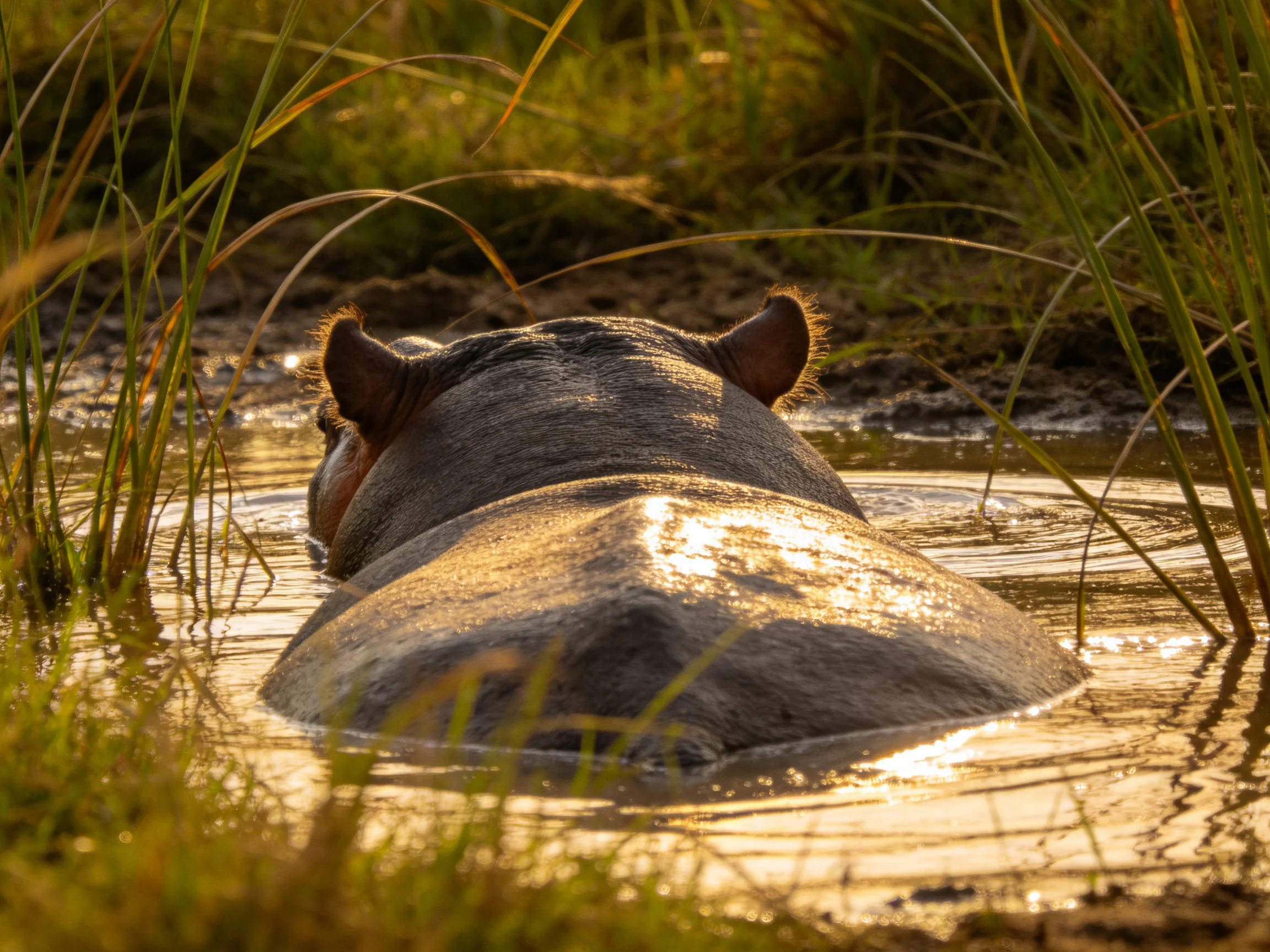A large gray hippo partially submerged in golden water among tall green reeds