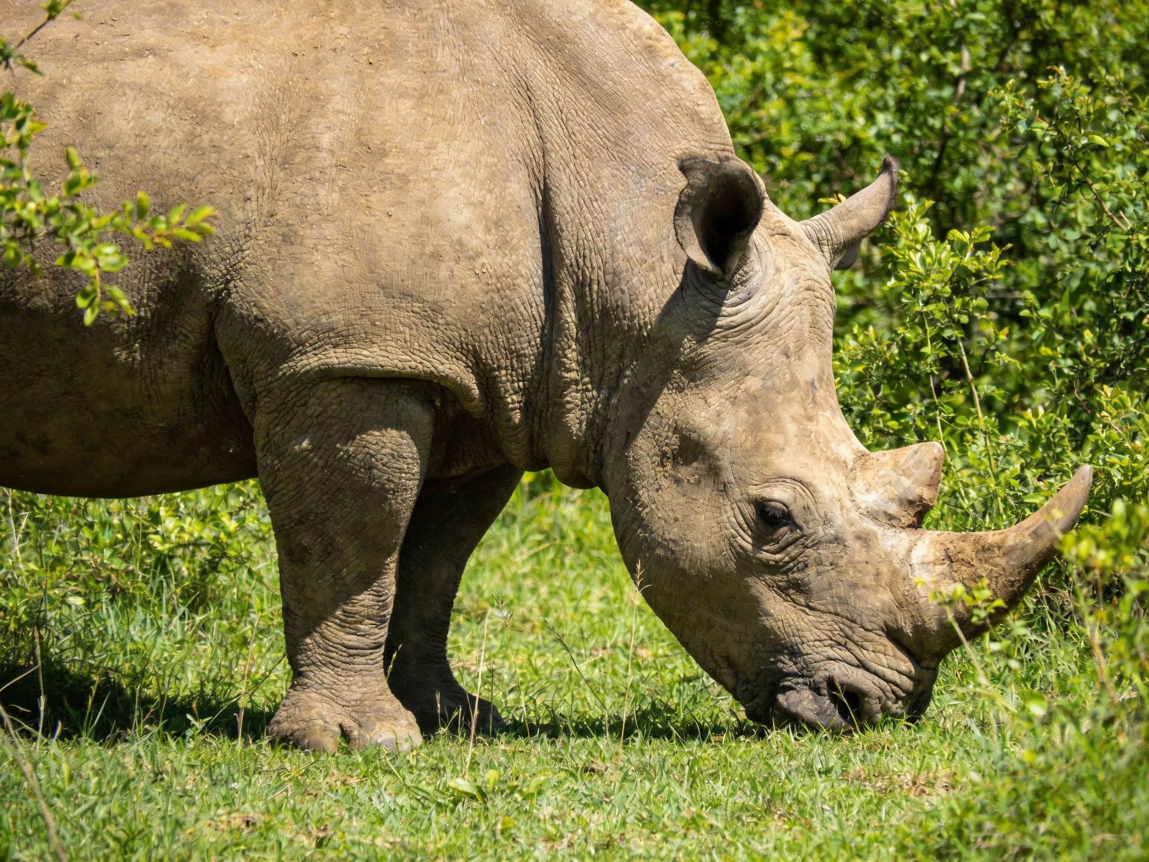 A large gray rhinoceros grazing in lush green vegetation
